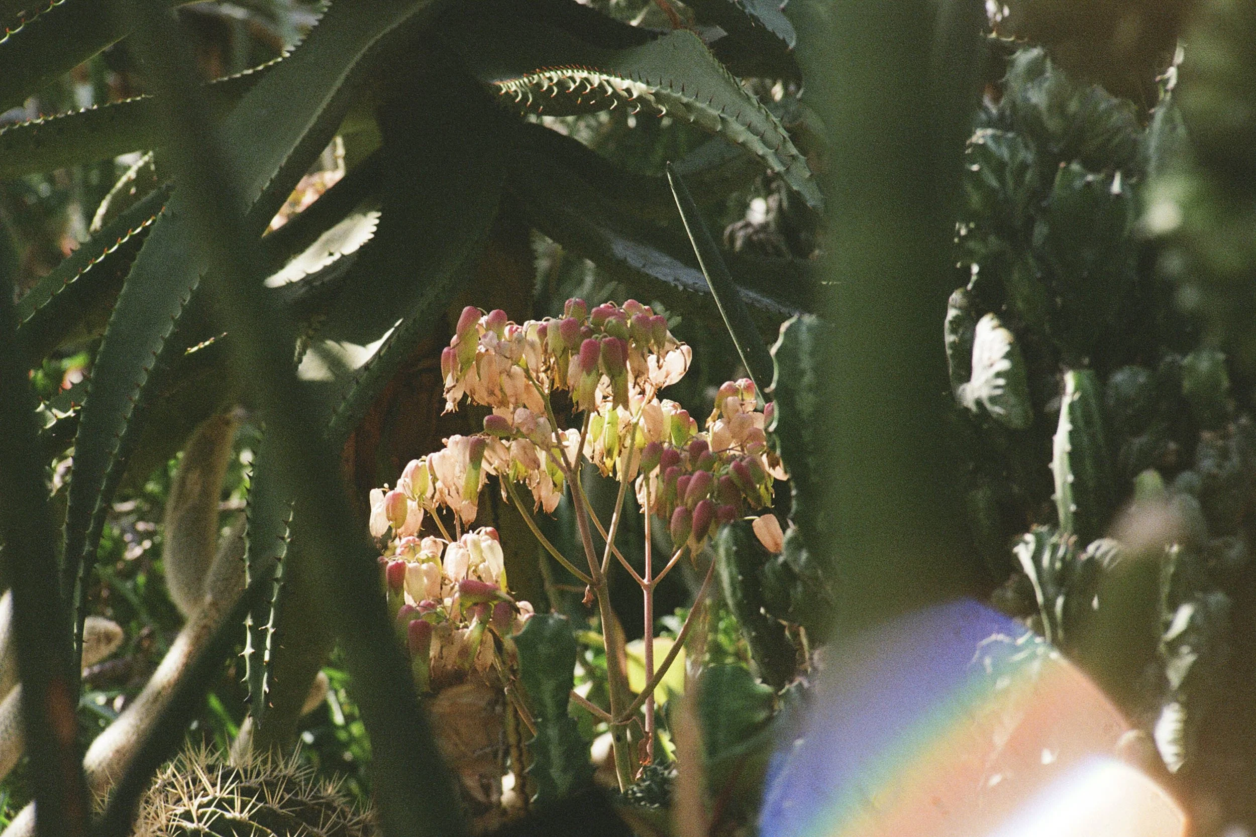 ConservatoryProject5251_Film_DianaRenelli_Toronto_Photographer_52510013.jpg