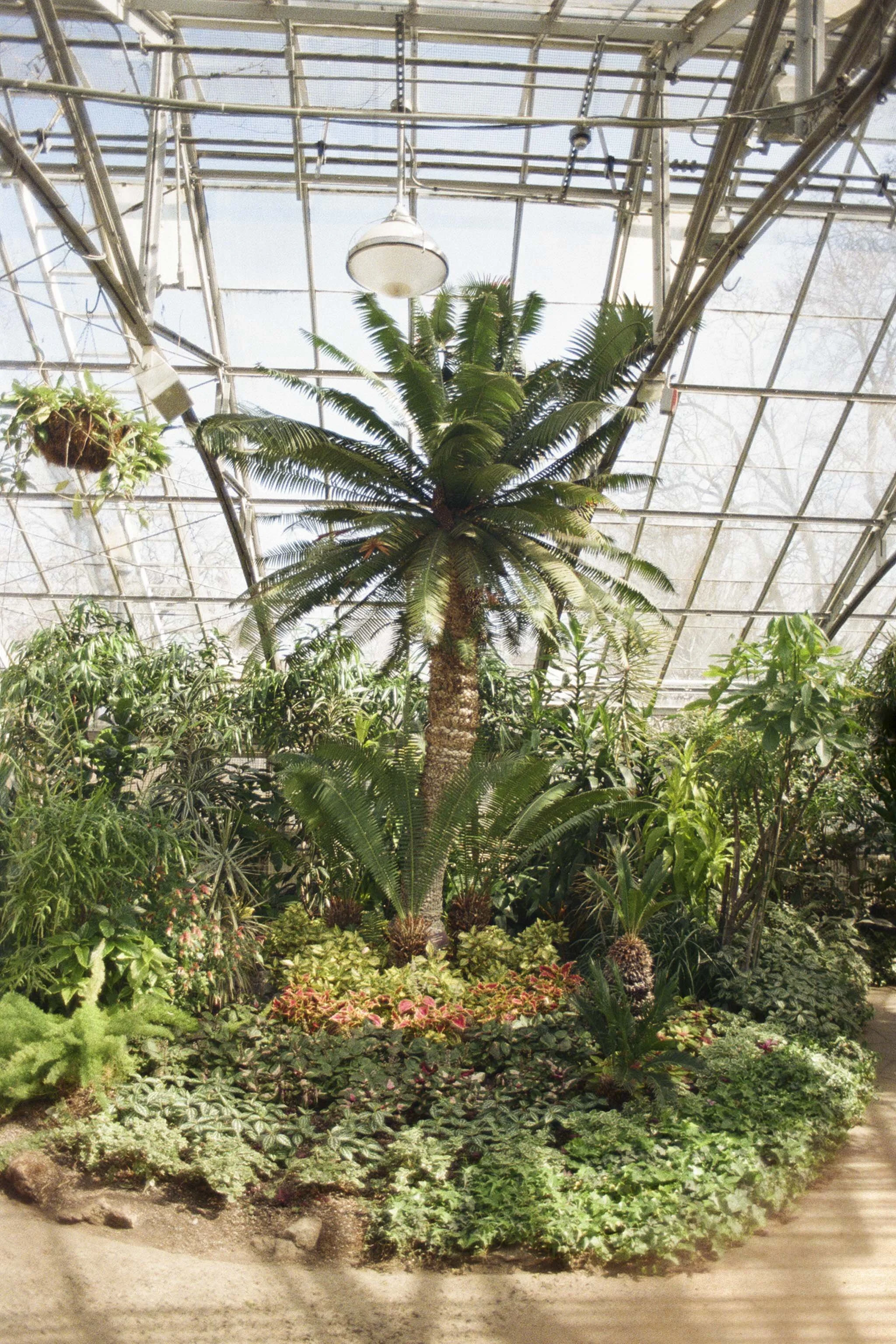 TheElder_ConservatoryProject5250_Film_DianaRenelli_Toronto_Photographer_52500014.jpg