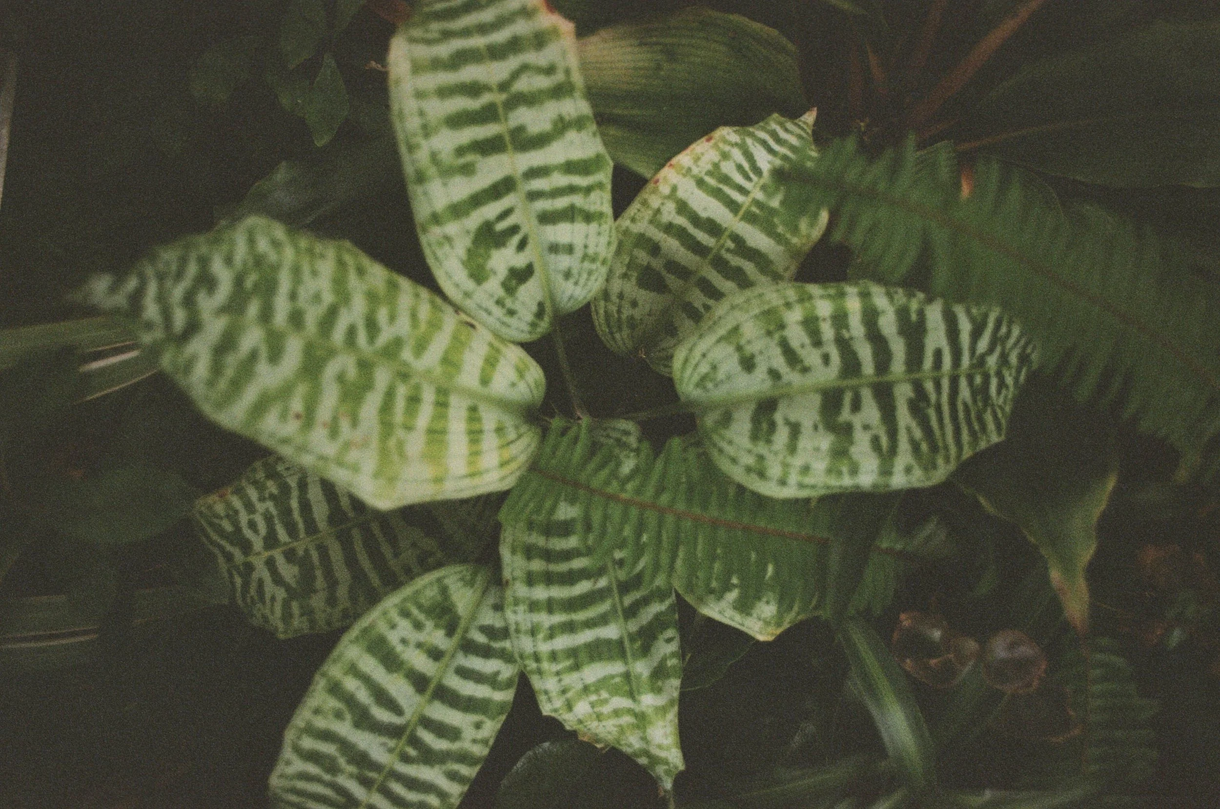 Harmony_ConservatoryProject5253_Film_DianaRenelli_Toronto_Photographer_52530016.jpg