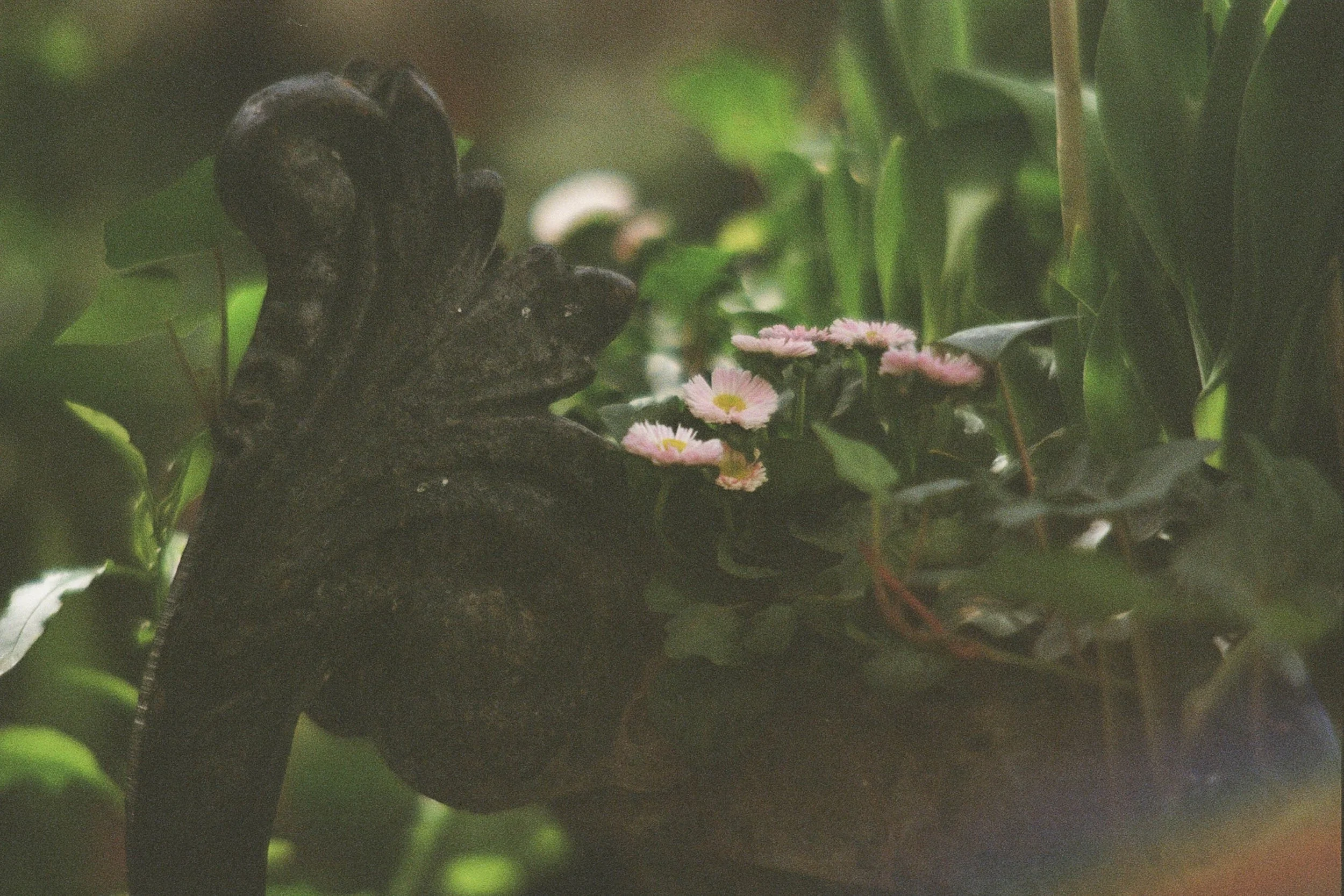 Precipice_ConservatoryProject5250_Film_DianaRenelli_Toronto_Photographer_52500003.jpg