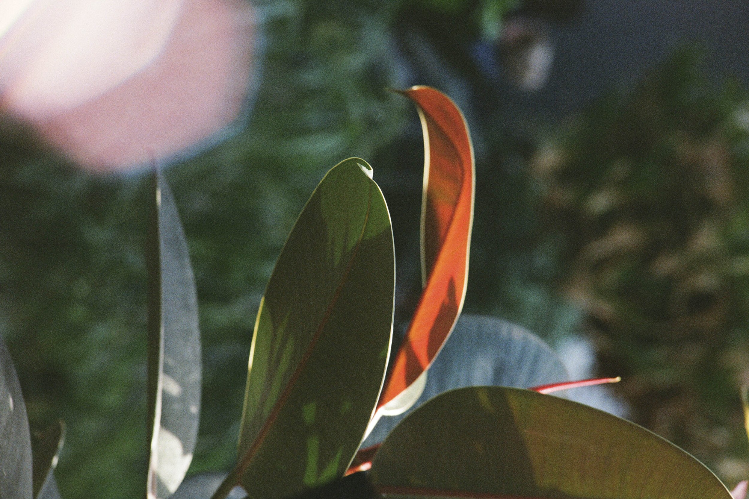 Ember_ConservatoryProject5251_Film_DianaRenelli_Toronto_Photographer_52510018.jpg
