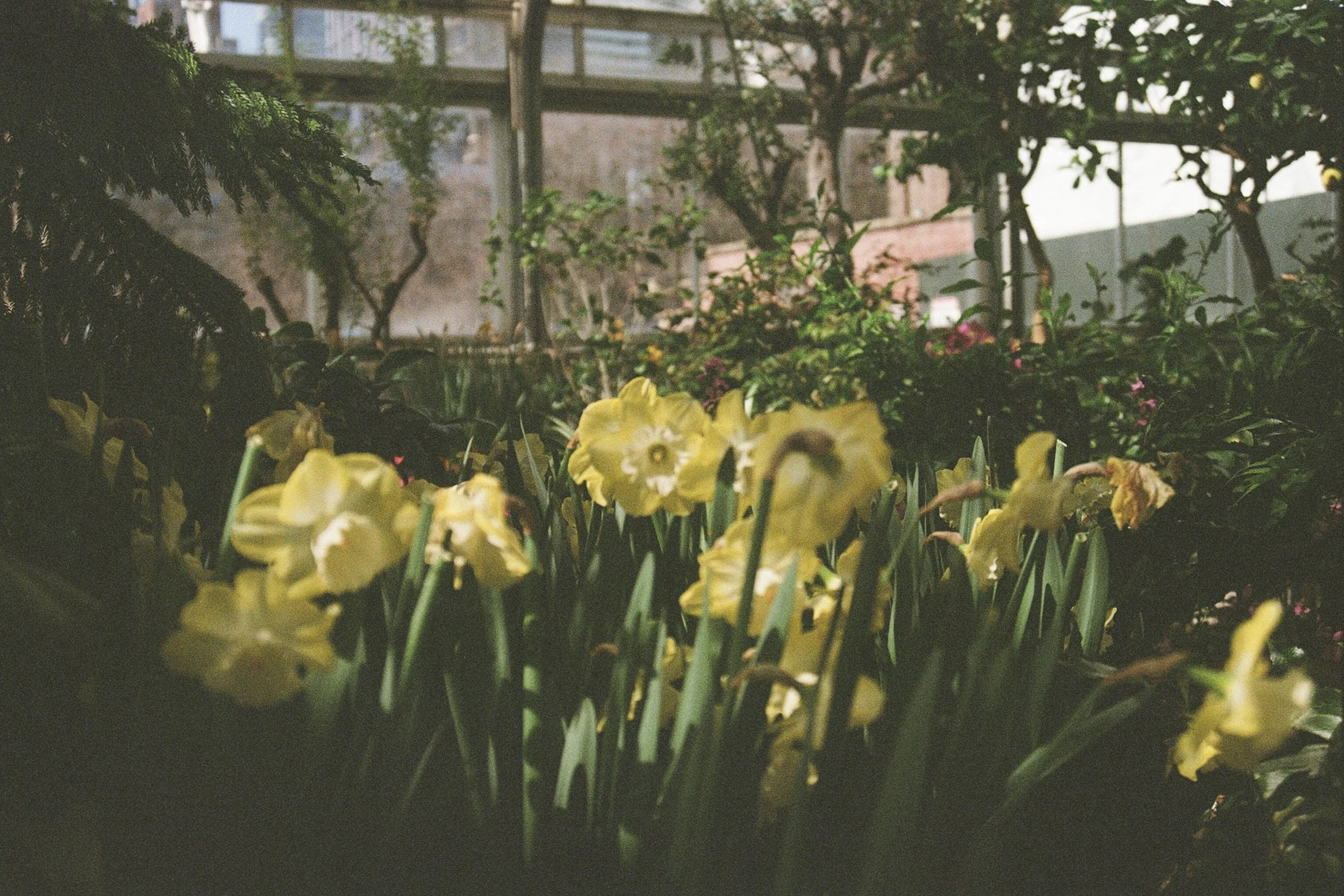 DaffodilWake_ConservatoryProject5250_Film_DianaRenelli_Toronto_Photographer_52500004.jpg
