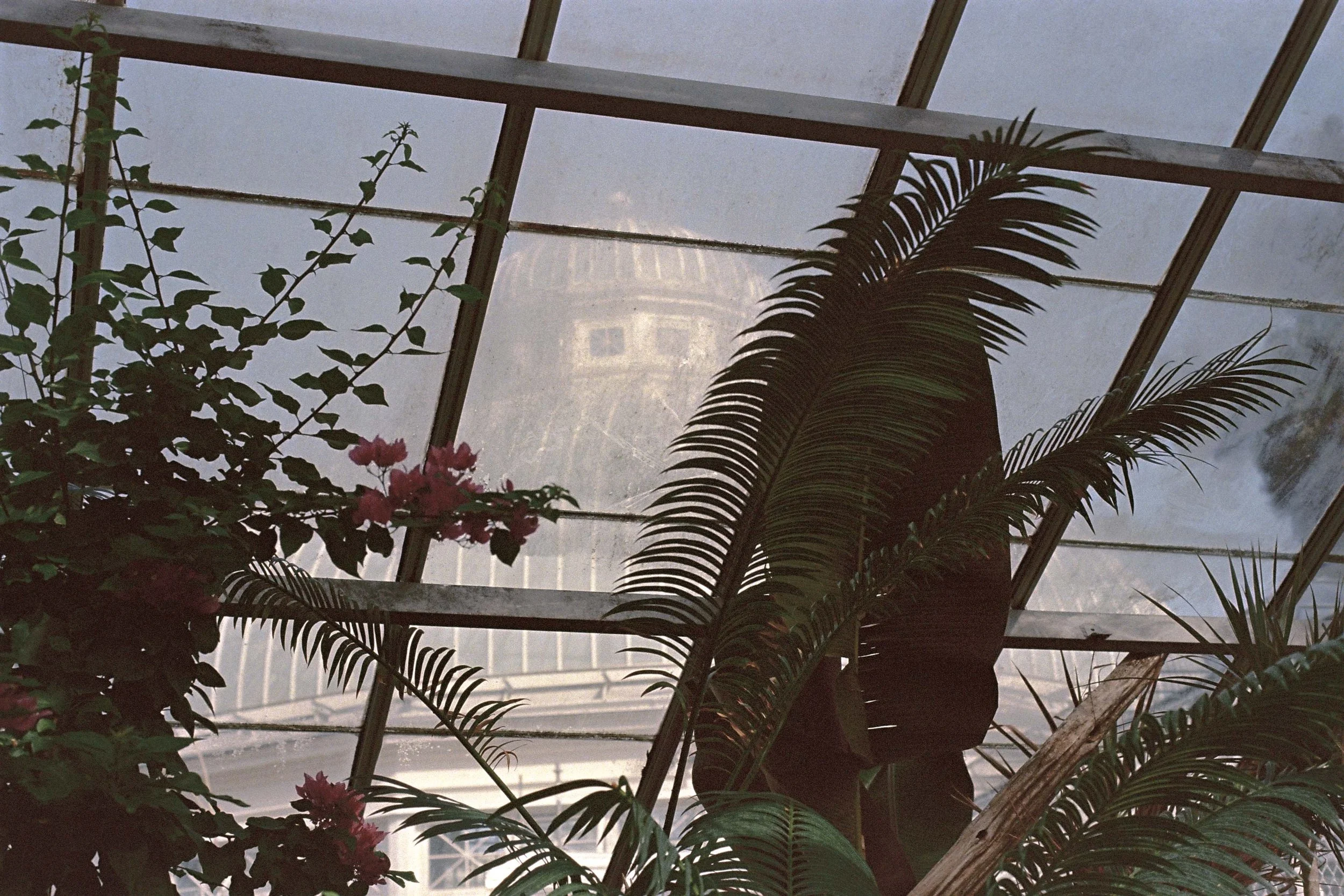 ConservatoryProject_00265_05347_Film2024_DianaRenelli_Toronto_Photographer_-7.jpg