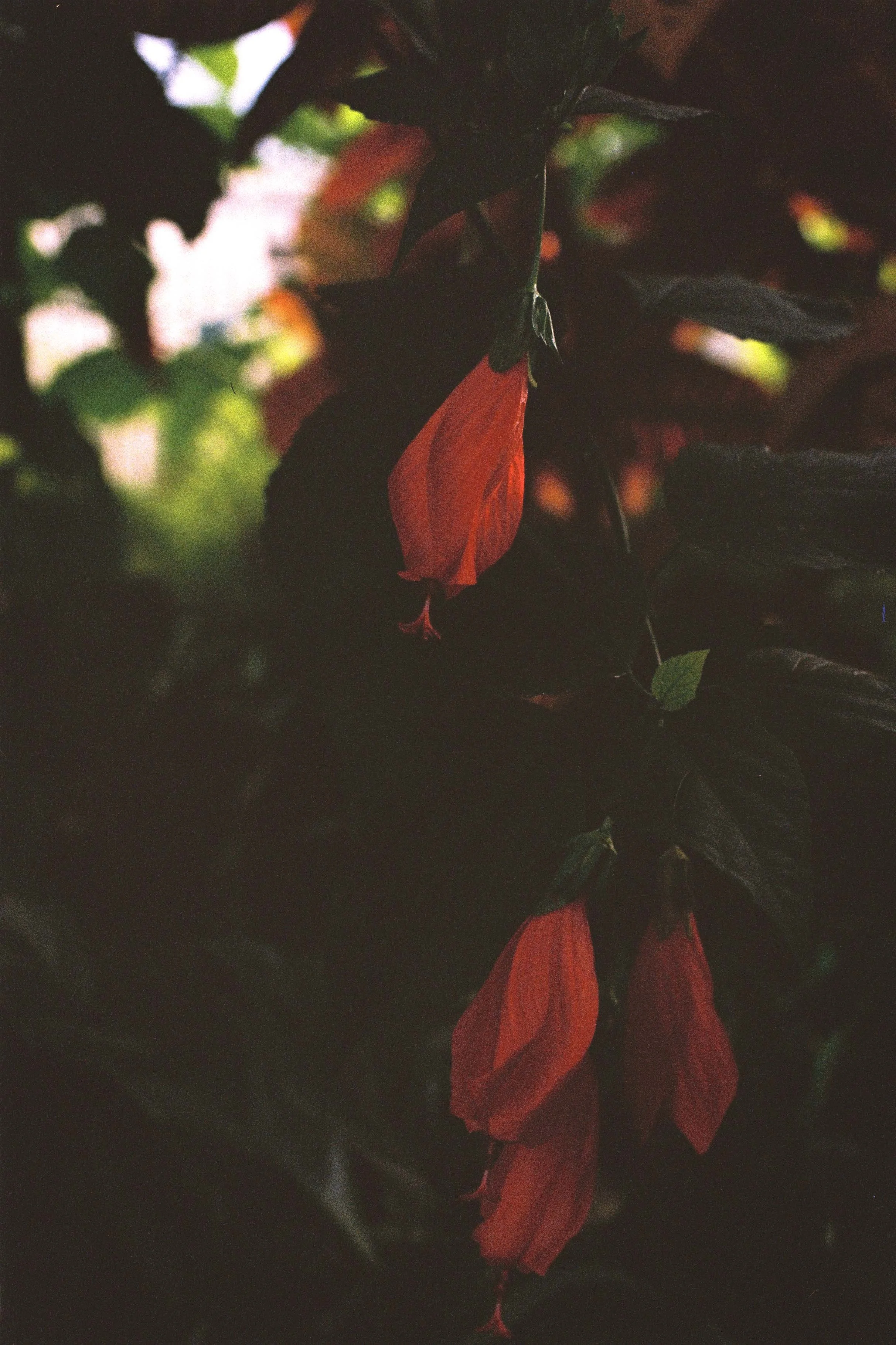 Winter Red