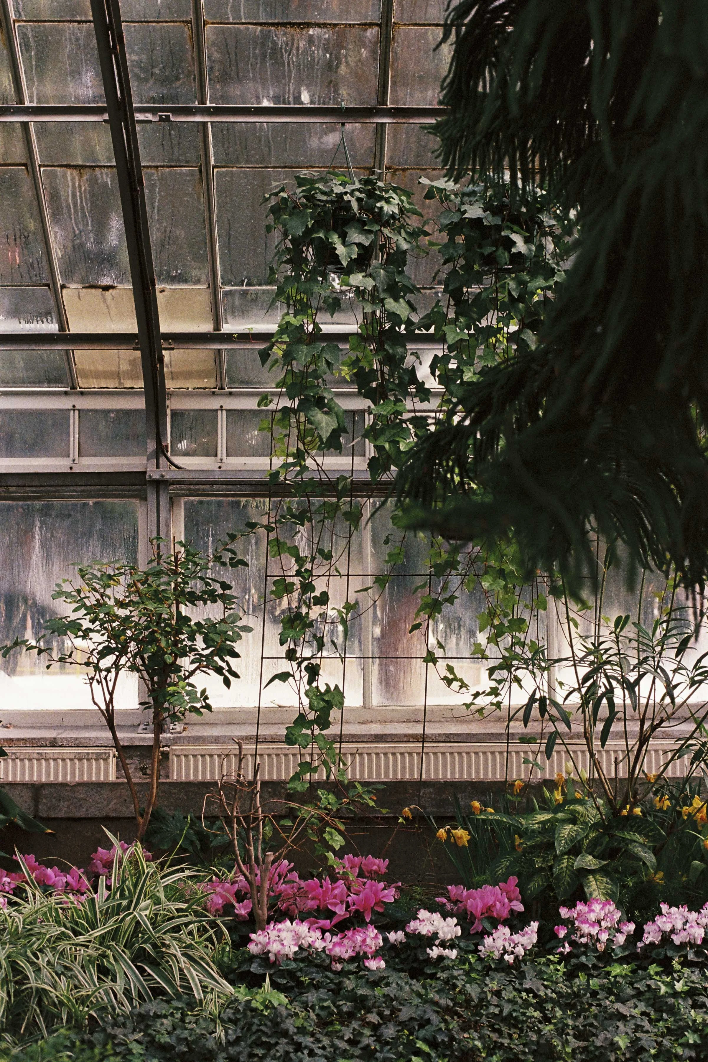 ConservatoryProject_022652_Film2024_DianaRenelli_Toronto_Photographer_-9.jpg