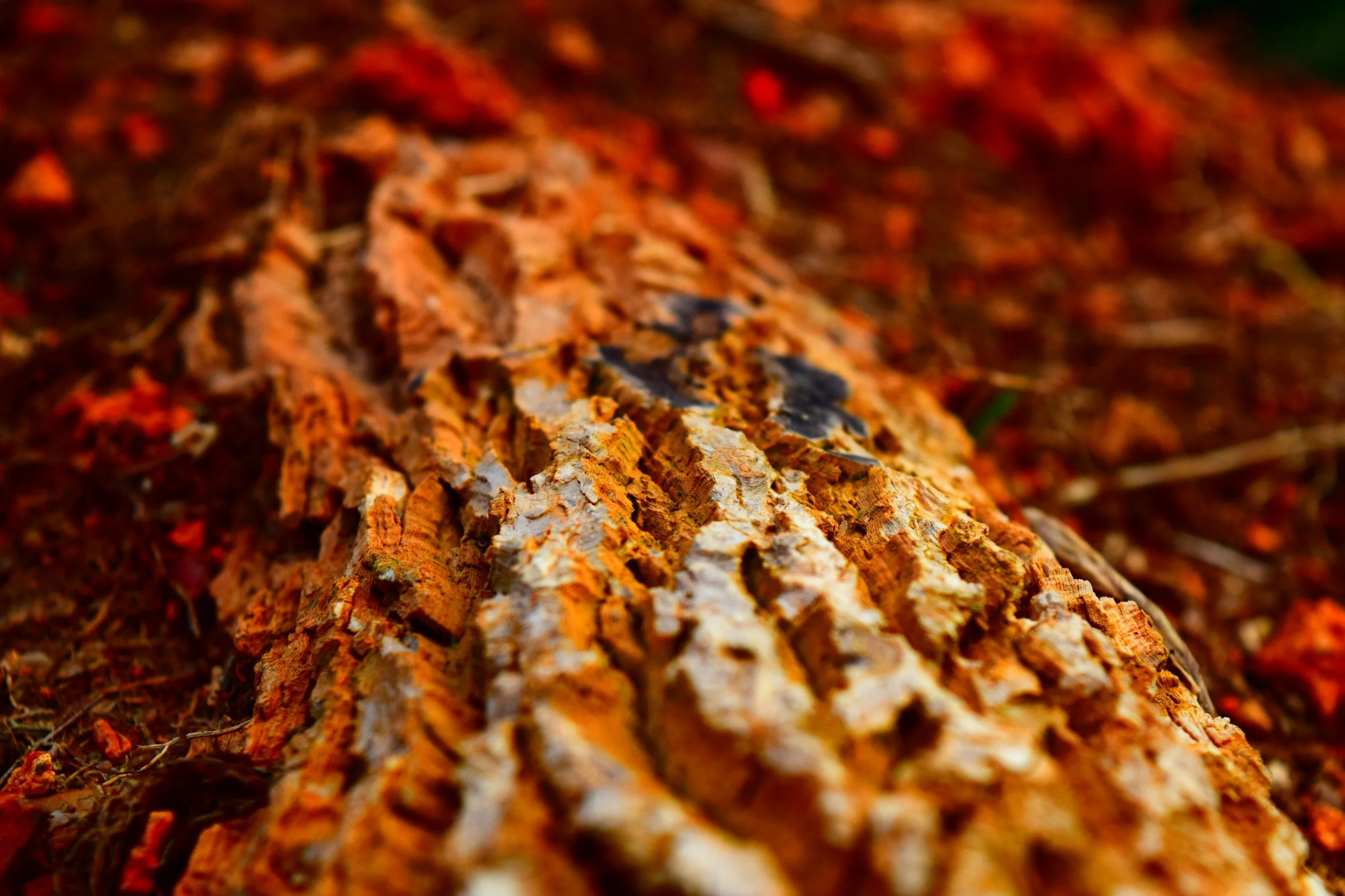 Close-up of a tree bark on the forest floor with orange and gray tones.