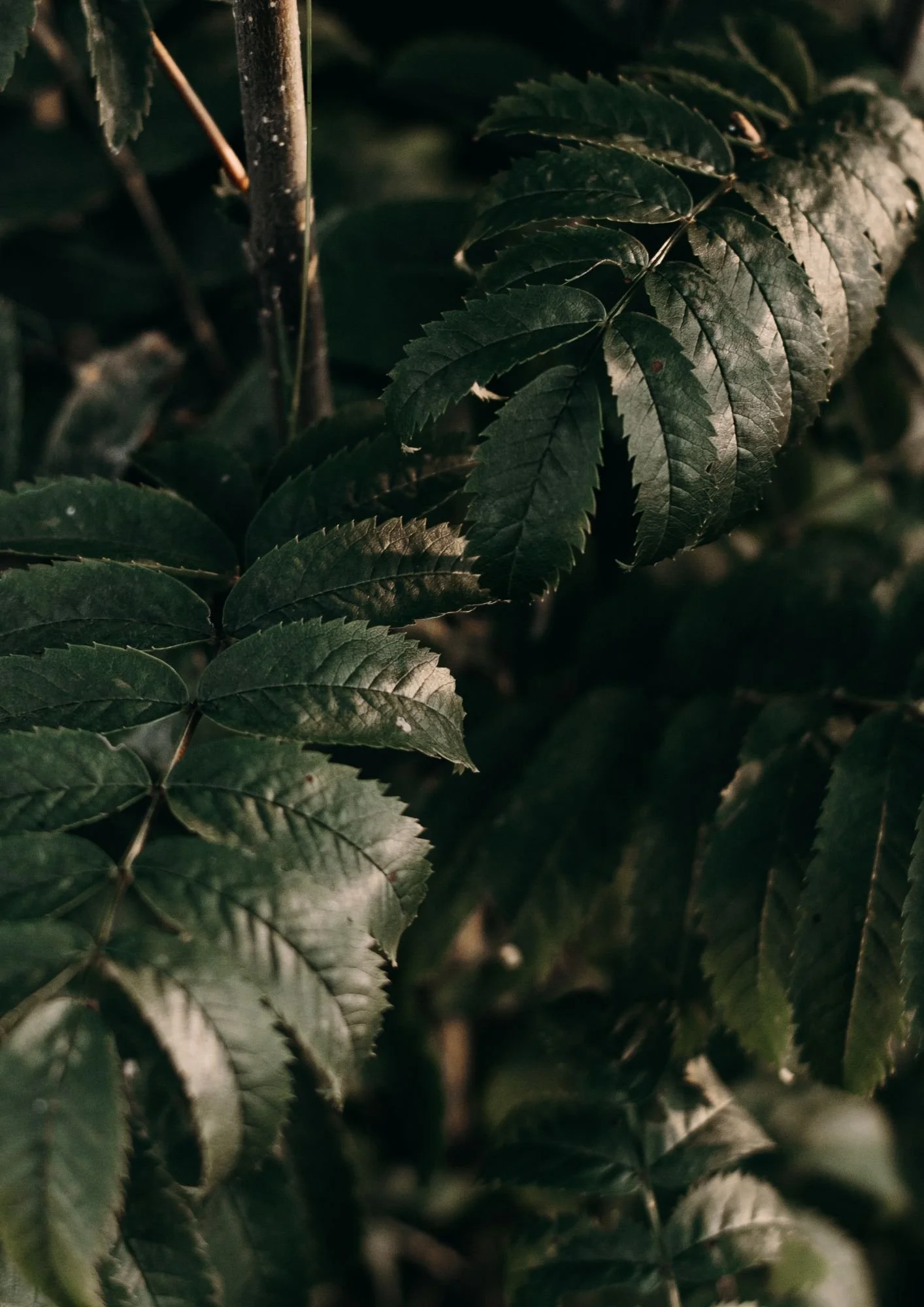 Frisco, TX, 75035, Med Spa Near Me