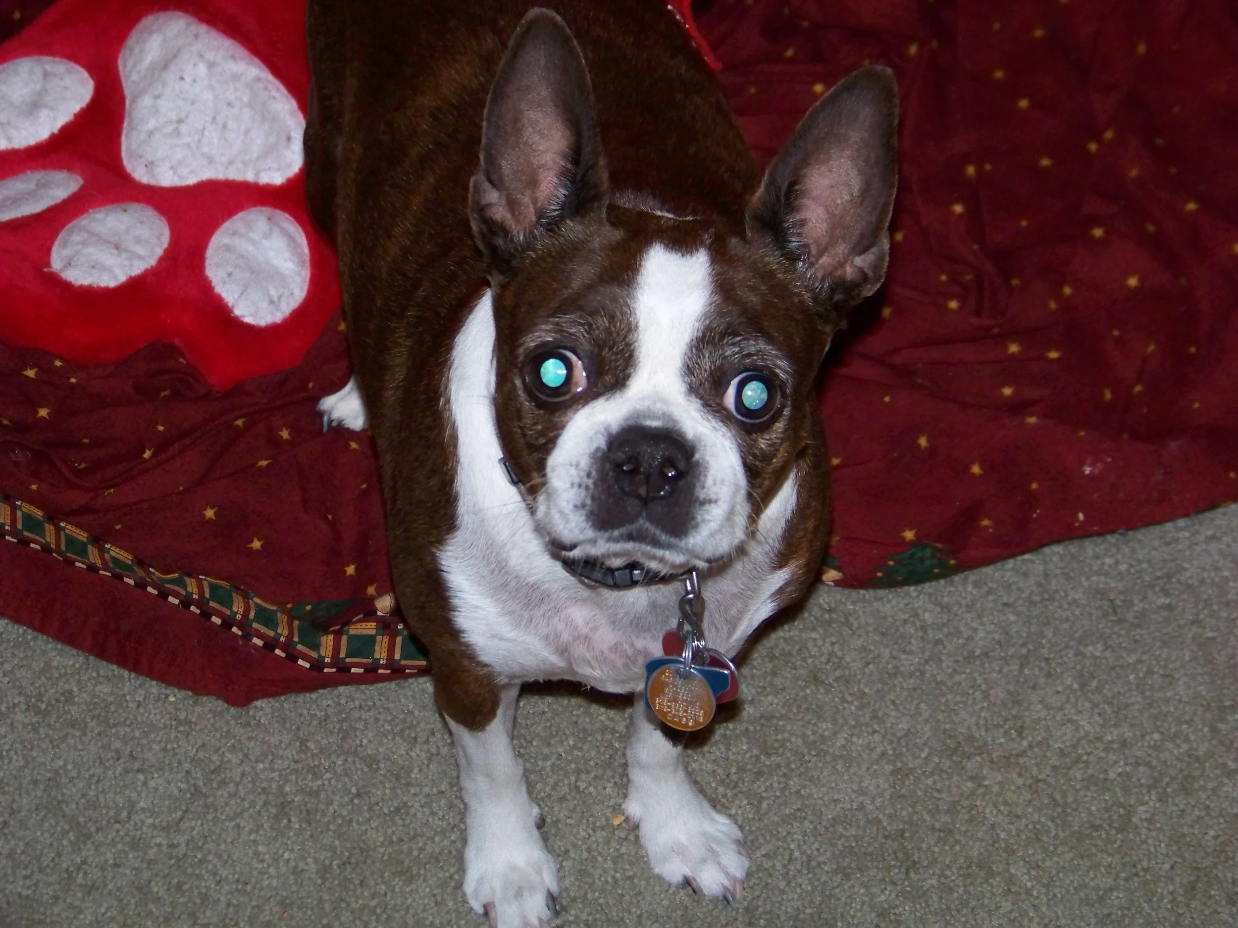 Making Room in Heaven for our Pets