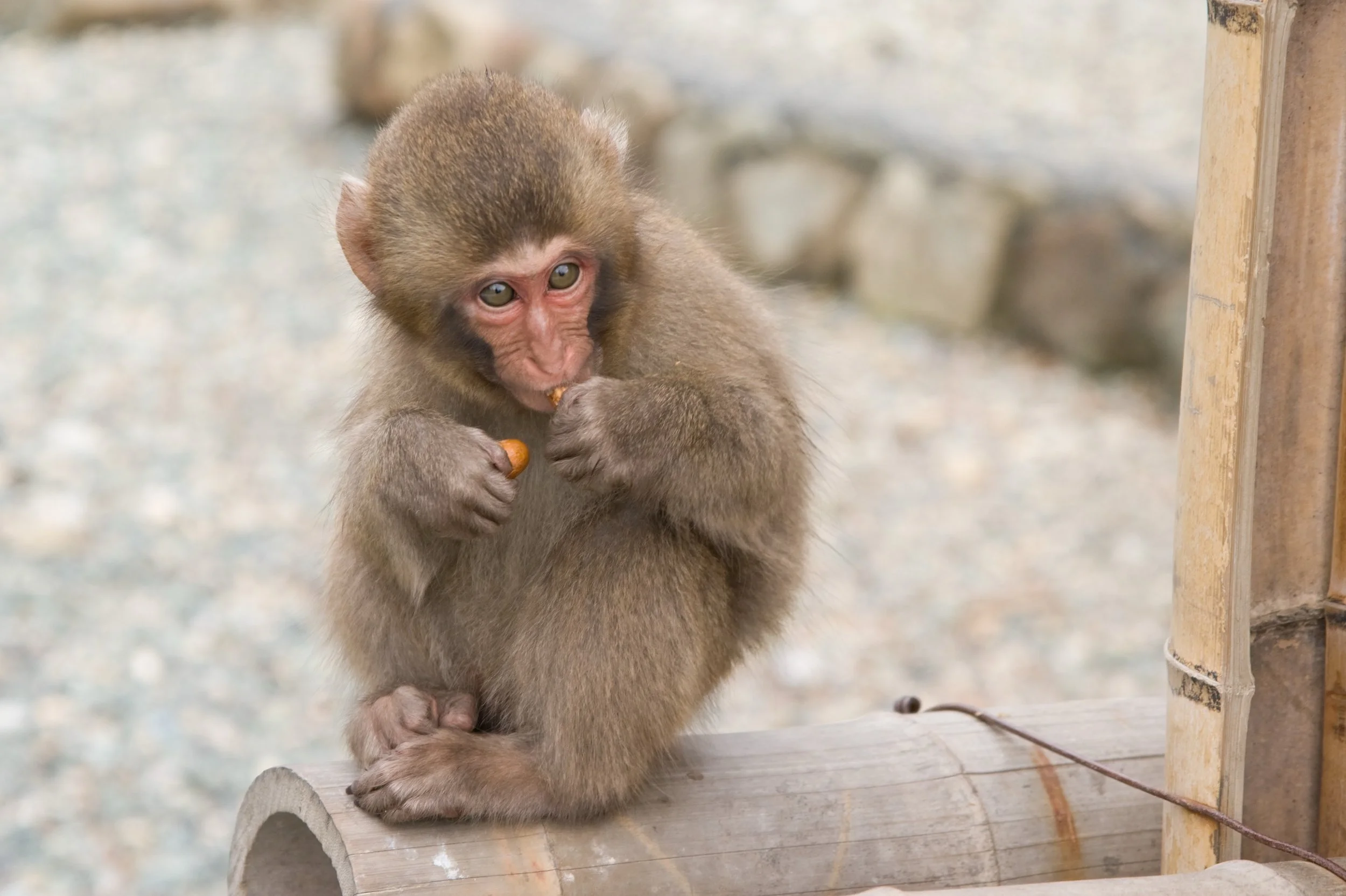 I Love “Punch,” the Japanese Monkey