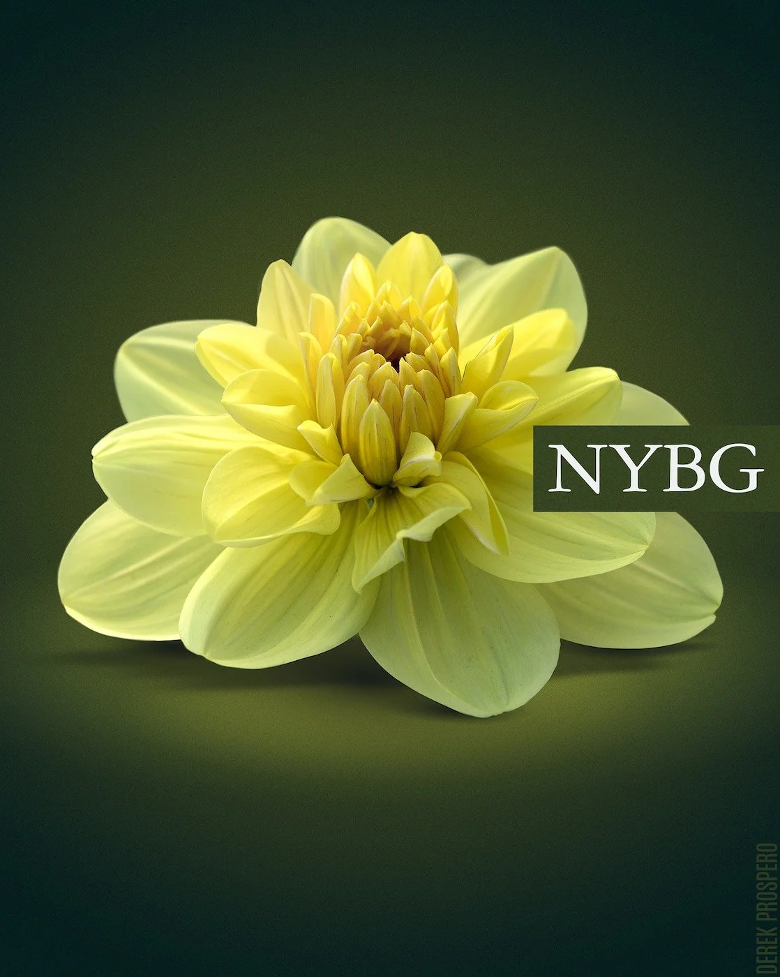 nybg02.jpg