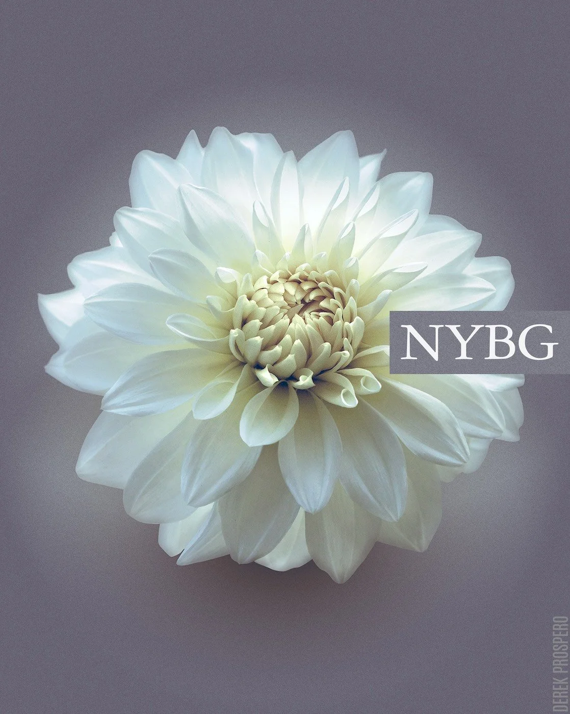 nybg04.jpg