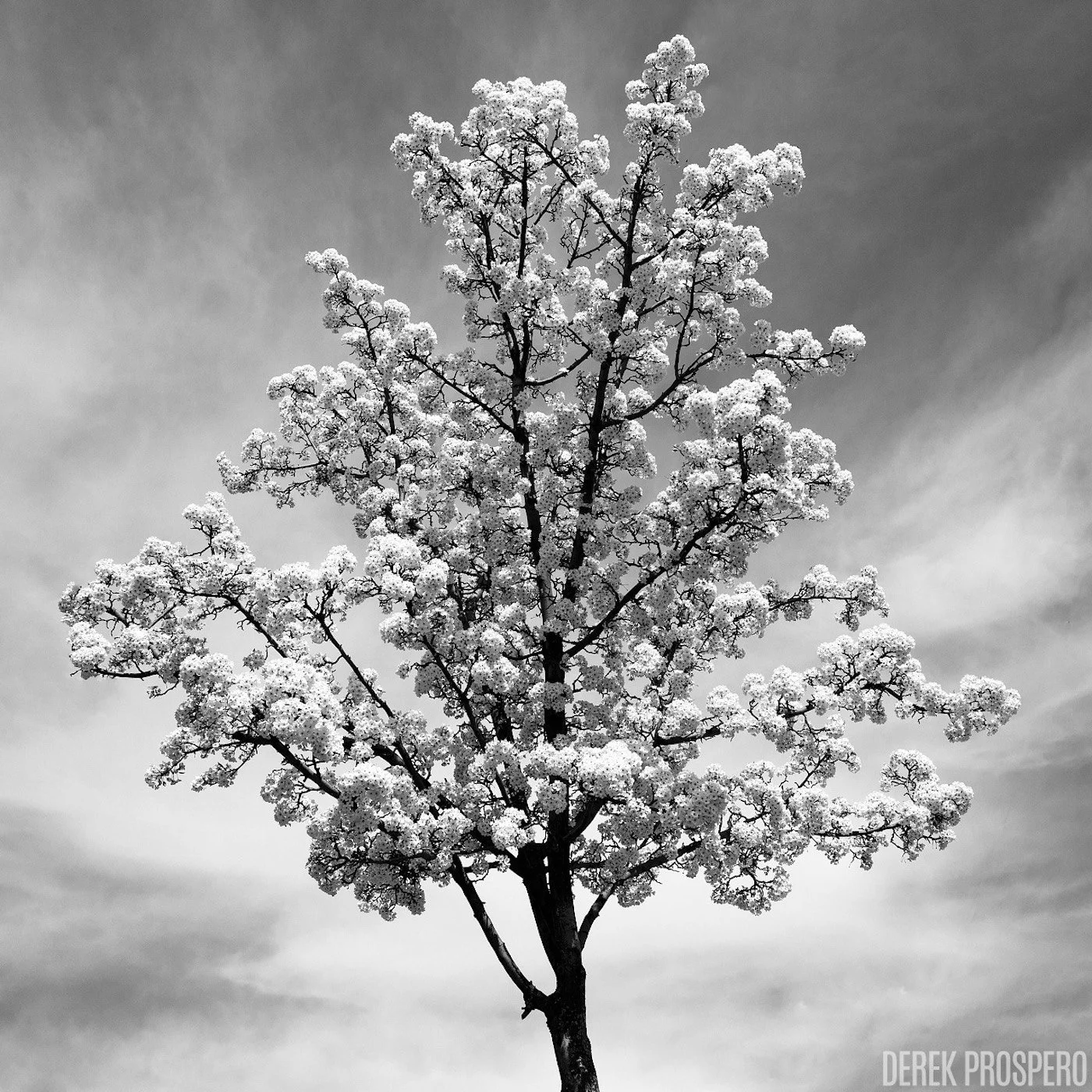 white-tree2.jpg