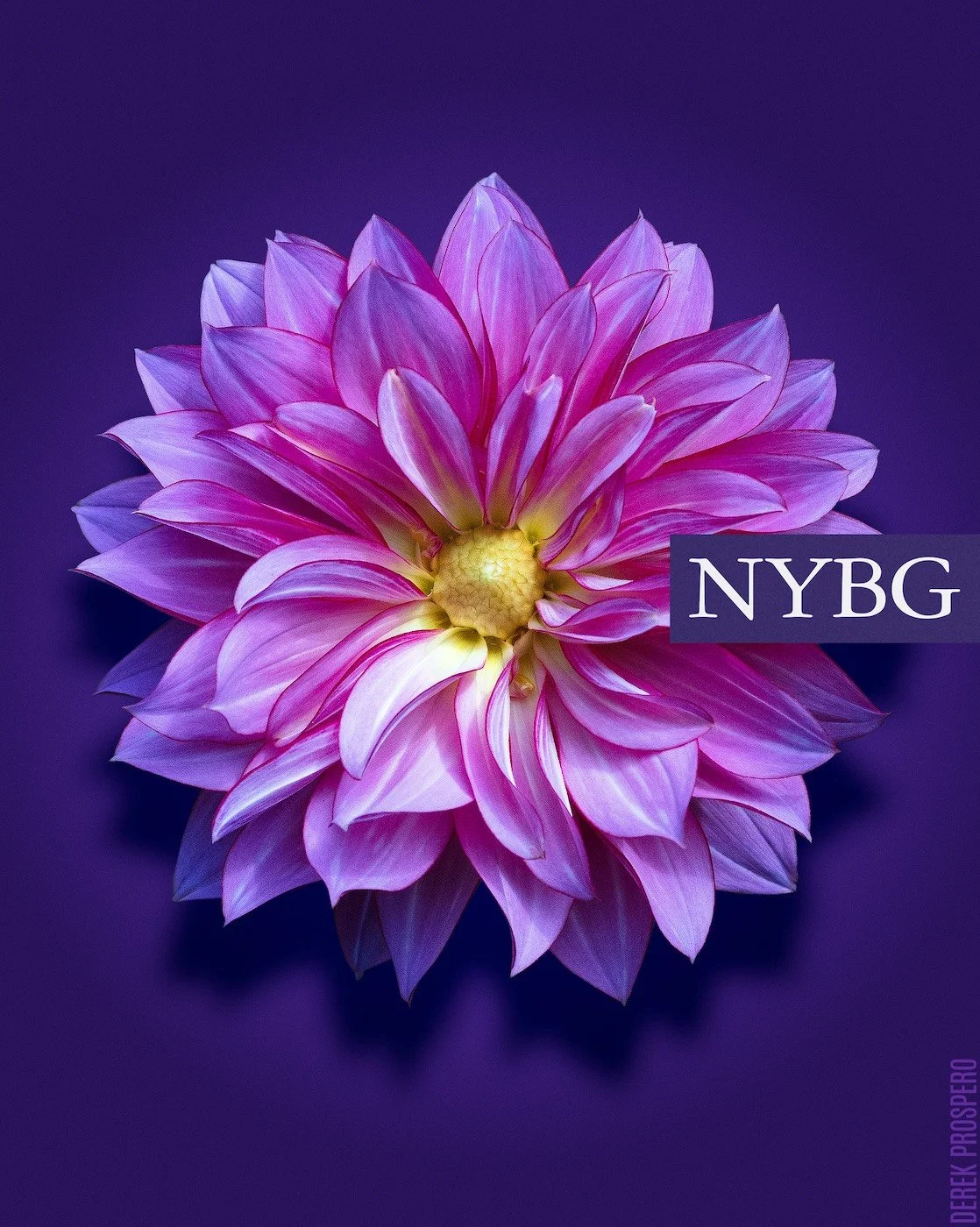 nybg03.jpg