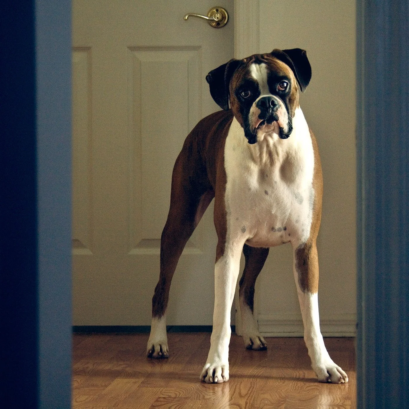bruno-blue2.jpg