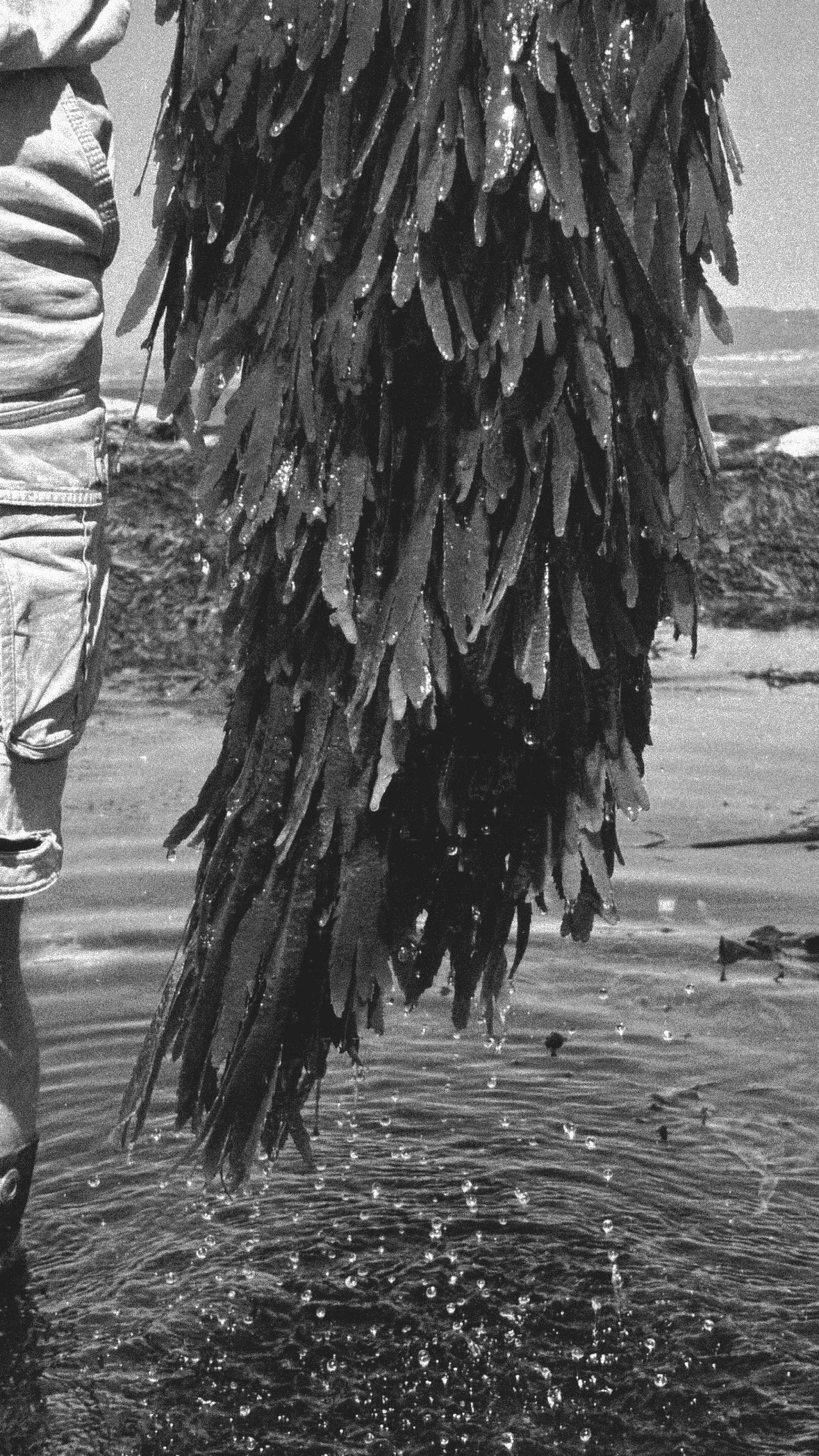 A black and white photo of a large seaweed or kelp forest with people in the background, standing in shallow water.