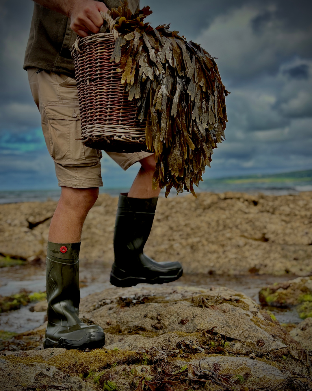 Why we harvest seaweed on the west coast of Ireland