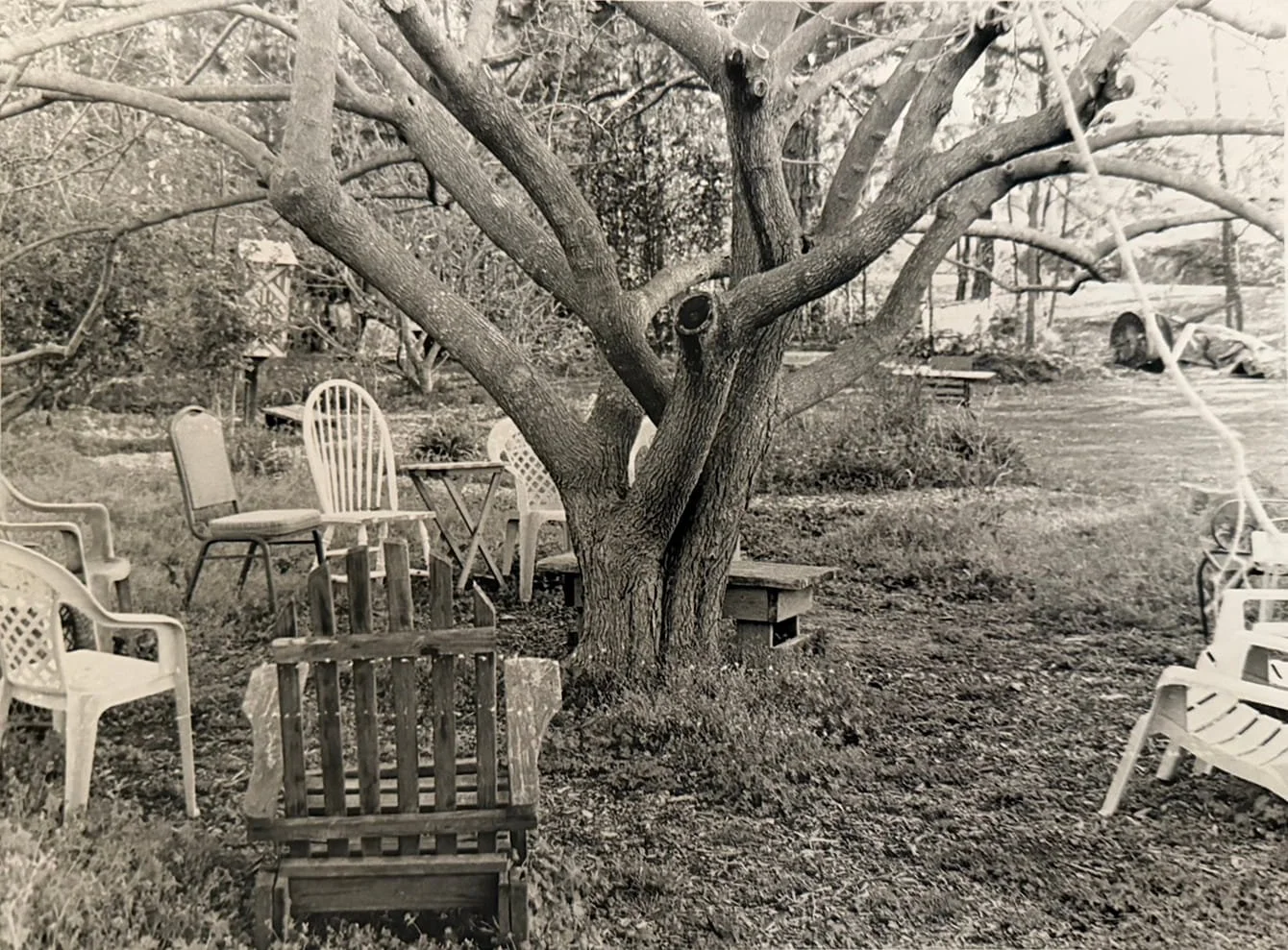A black and white photo of an outdoor garden scene with a large tree at the center, surrounded by various chairs, a bench, and a small table, with additional trees and a car visible in the background.