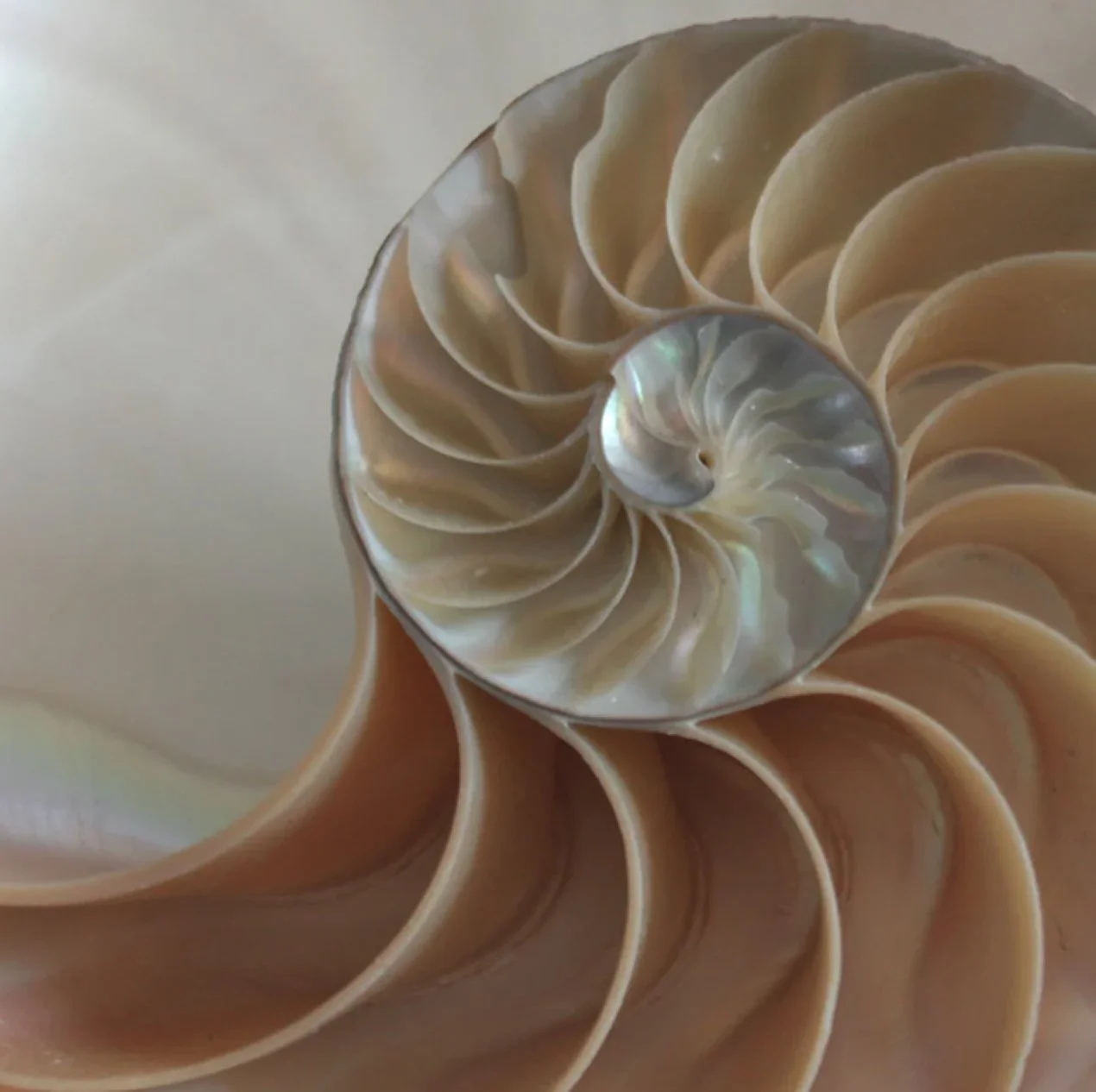 Spiral seashell showing a mother-of-pearl finish.