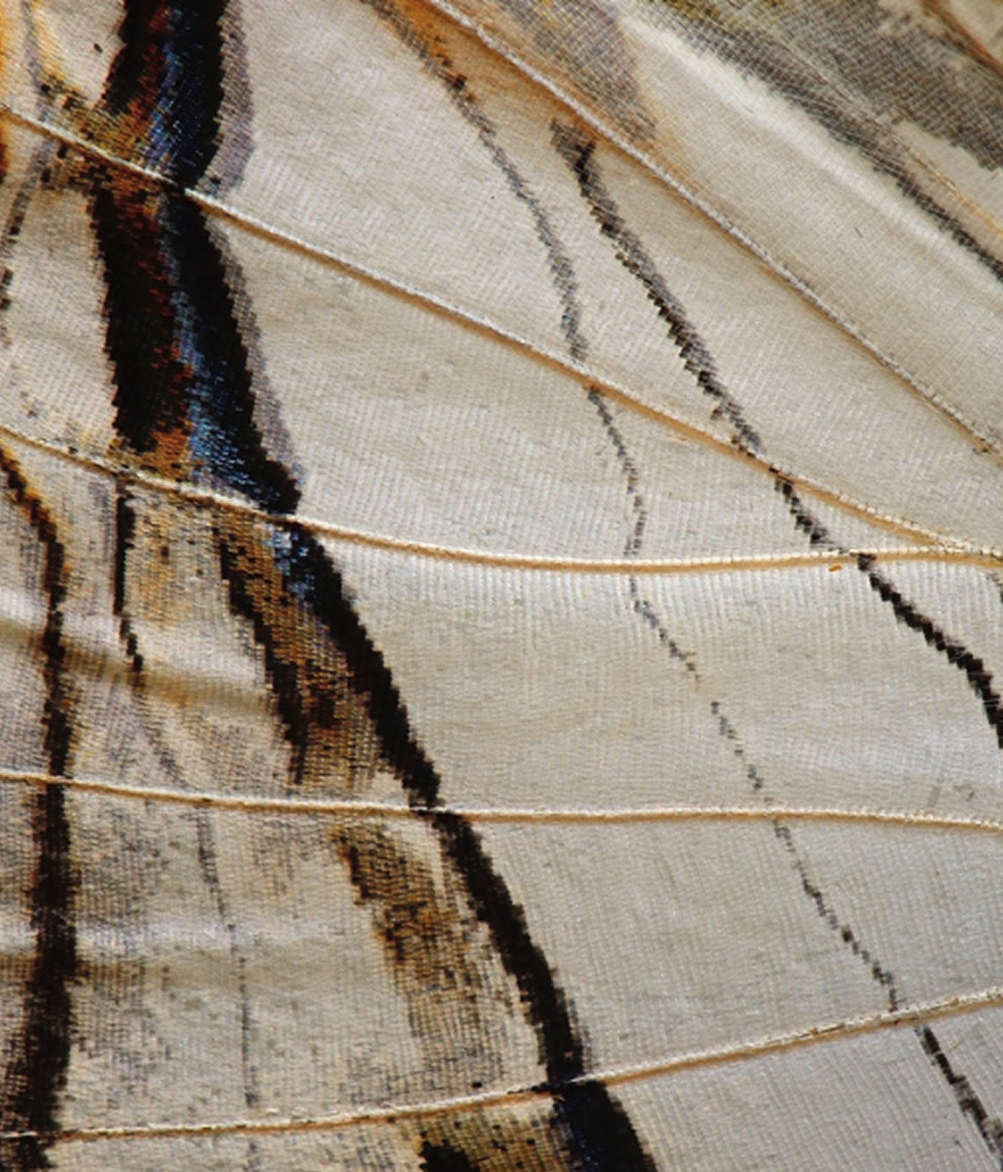 Close-up of a bird feather with beige, black, brown, and blue markings.