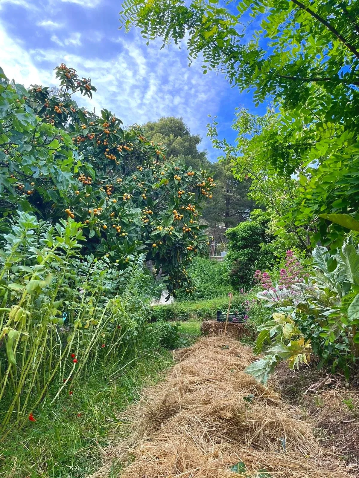 Paysage comestible en pleine terre avec arbres fruitiers, plantes vivaces et guildes végétales, conçu comme un jardin nourricier et paysager.