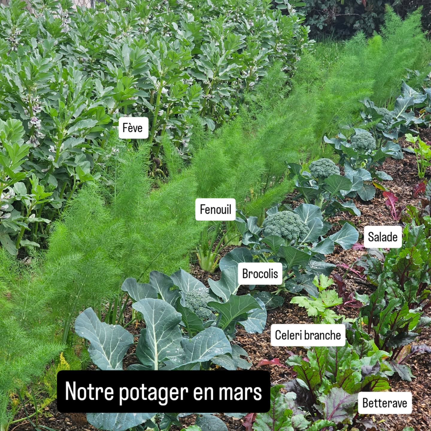 Chez vous aussi c'est possible ...

Un potager ce n'est pas juste des tomates en &eacute;t&eacute;. D'ailleurs le mois de Mars, c'est encore une periode formidable pour cr&eacute;er ou plannifier le sien (en bac ou comme ici en pleine terre). 

Visit