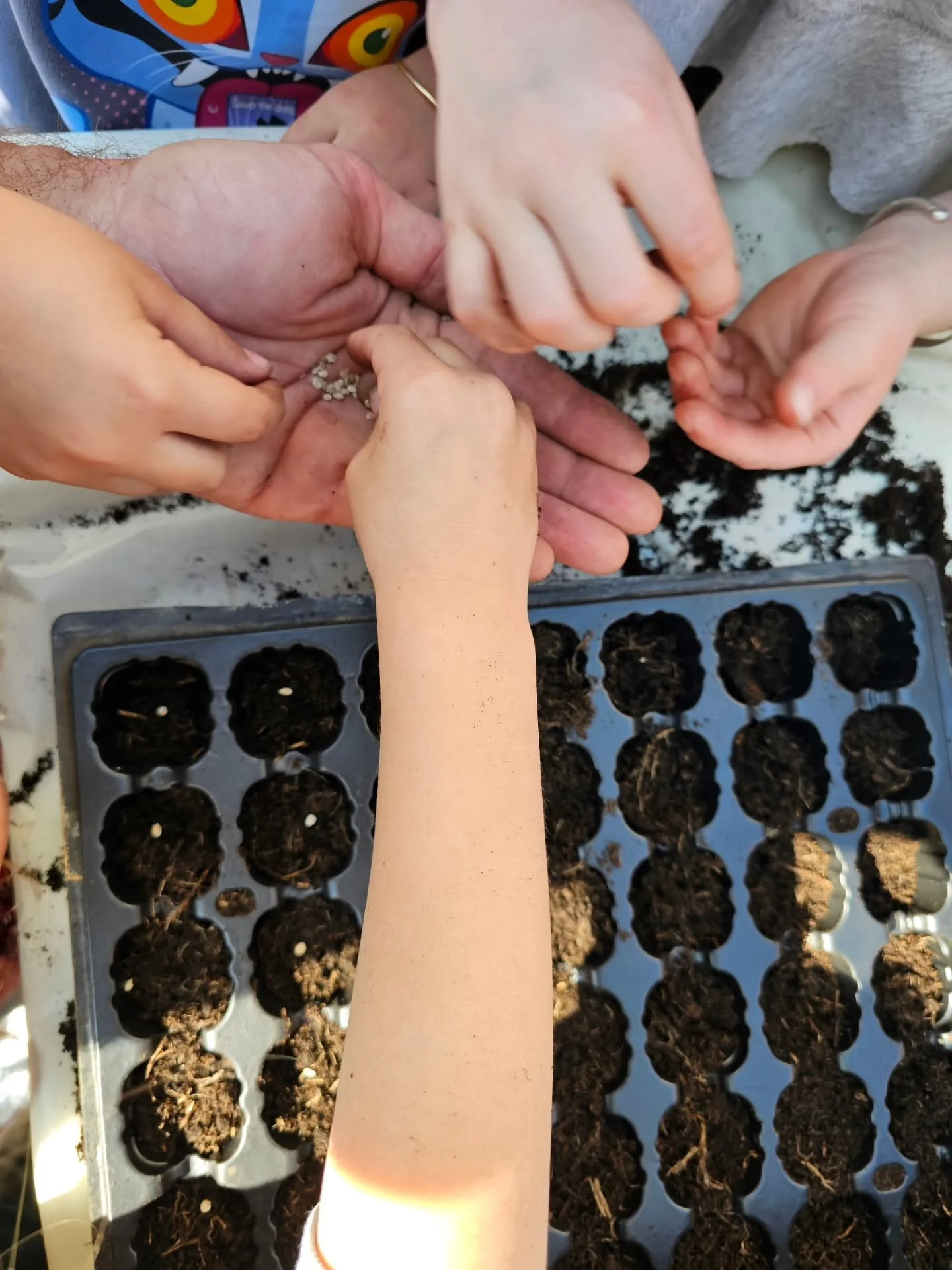 Aujourd'hui, quarante paires de petites mains ont tenu une graine de tomate pour la premi&egrave;re fois.

Les deux classes de CP de l'&eacute;cole de Pujaut.
Un geste vieux de 2000 ans.

On a parl&eacute; de l'histoire de la tomate.
De son voyage de