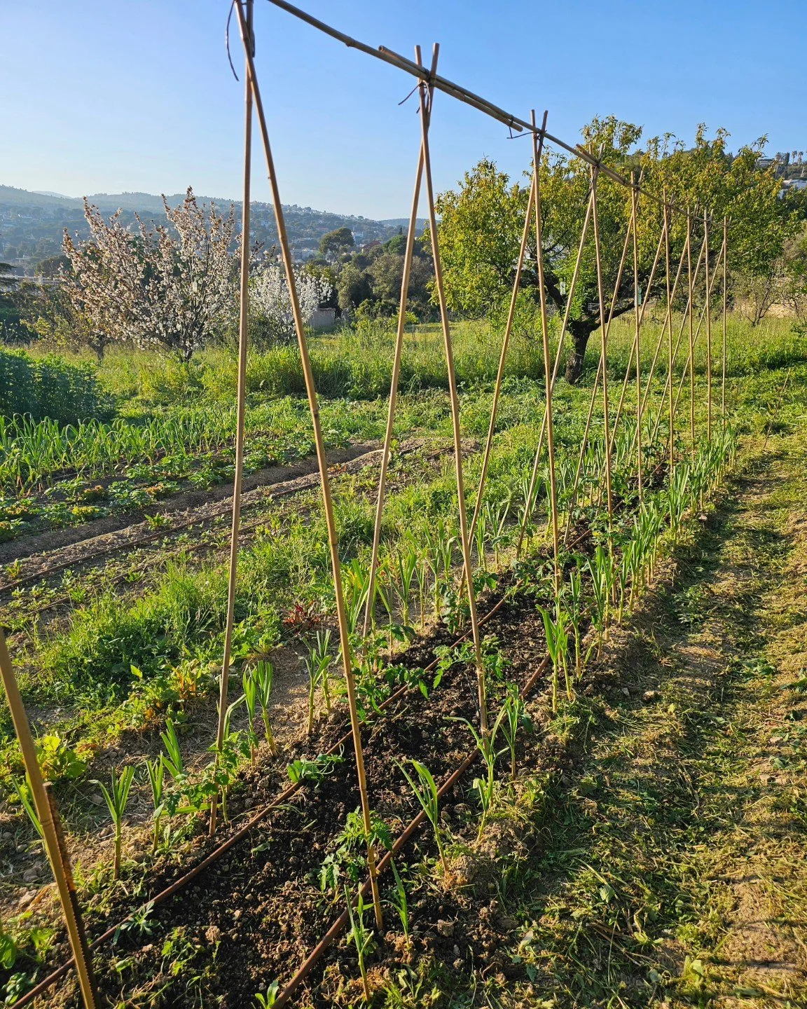Les premi&egrave;res tomates sont en terre &agrave; Cassis !

Hier, nous avons plant&eacute; les premiers pieds sur la planche o&ugrave; l&rsquo;ail violet a pris racine en novembre dernier. Un mariage intelligent : l&rsquo;ail produit de l&rsquo;all