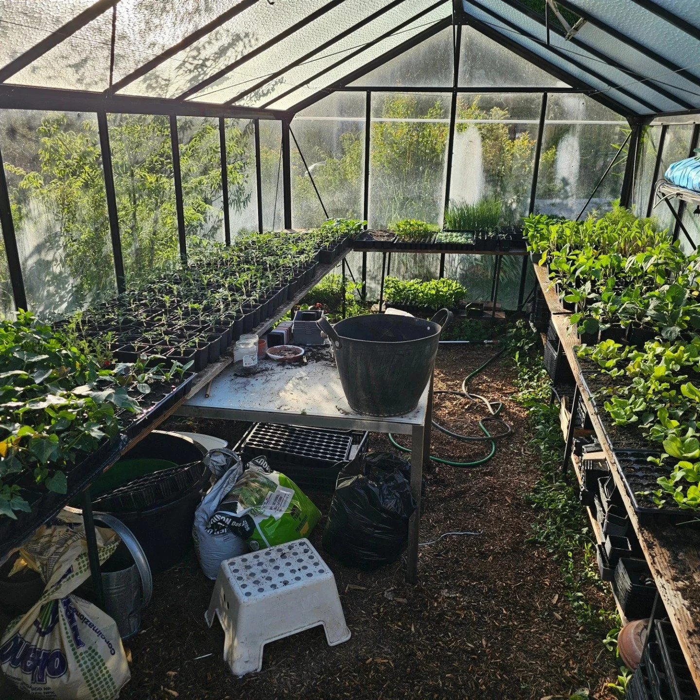 Petit moment dans la serre ce soir&hellip;
Ces plants, je les fais pousser pour vous. Je les visite au moins deux fois par jour, pour voir si tout va bien, les arroser, enlever les escargots, parfois leur donner un petit coup de pouce...
Ils attenden