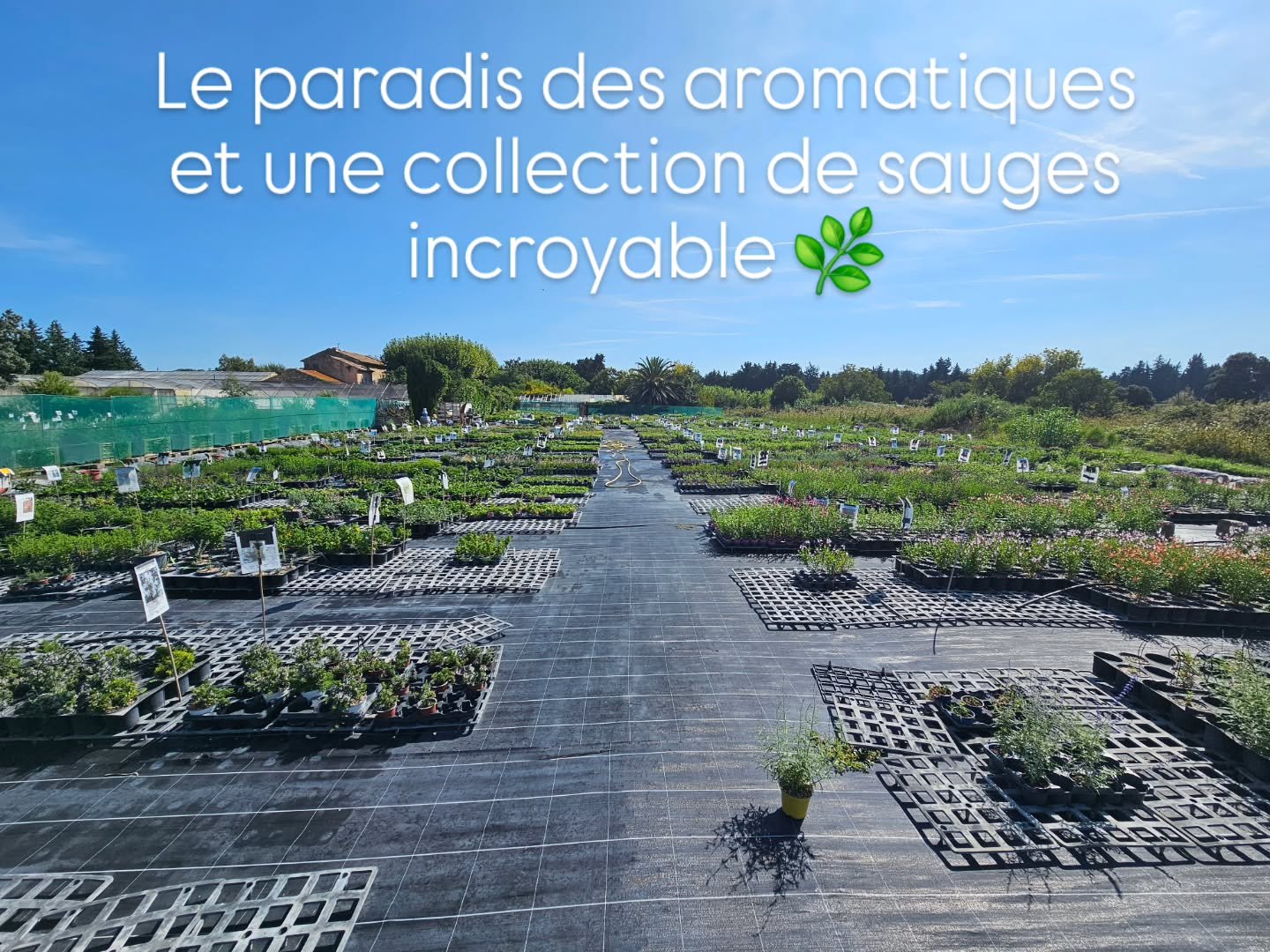 "Les ar&ocirc;mes du gr&eacute;s", 3100 route de roquemaure 84100 Orange. 

J'ai visit&eacute; ce matin cette perpiniere pour la premiere fois... je suis tomb&eacute; en admiration. Le catalogue d'aromatiques et de sauges est consid&eacute;