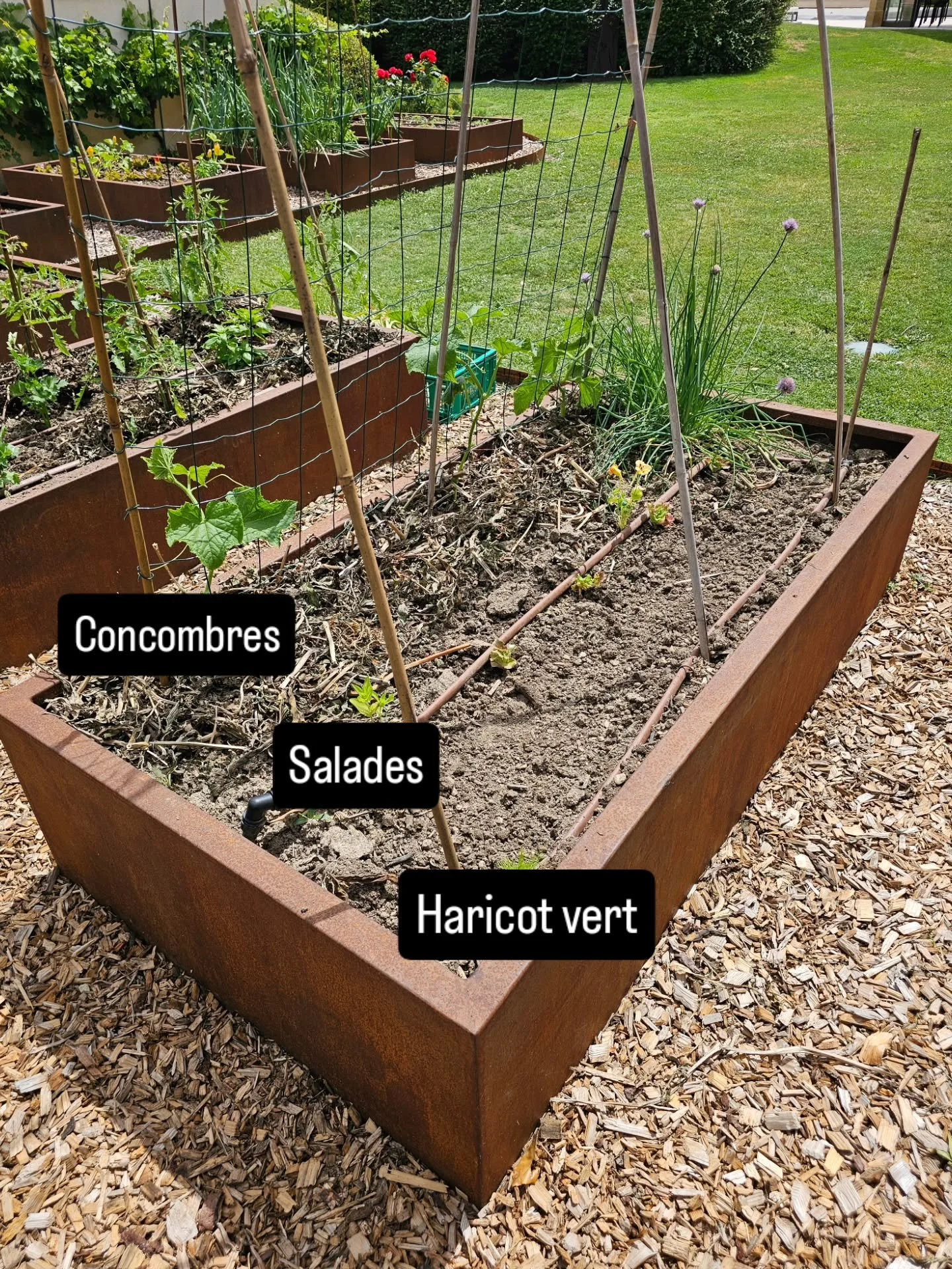 Association de cultures que j'utilise fr&eacute;quemment 🌿

Dans ce bac de 2m2, j'ai associ&eacute; : 3 concombres guid&eacute;s sur leur treillis, des salades au centre, un rang de haricot vert nain. 

Petite info de l'alchimiste au passage : je su