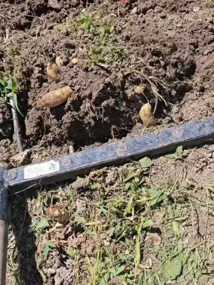 🥔 &rarr; 🌱

Aujourd'hui au potager de Cassis.
R&eacute;colte des pommes de terre Ratte, puis semis dans la foul&eacute;e de 12 m&sup2; de haricots Pongo, l'une de mes vari&eacute;t&eacute;s pr&eacute;f&eacute;r&eacute;es.

Dans un potager, rien ne 