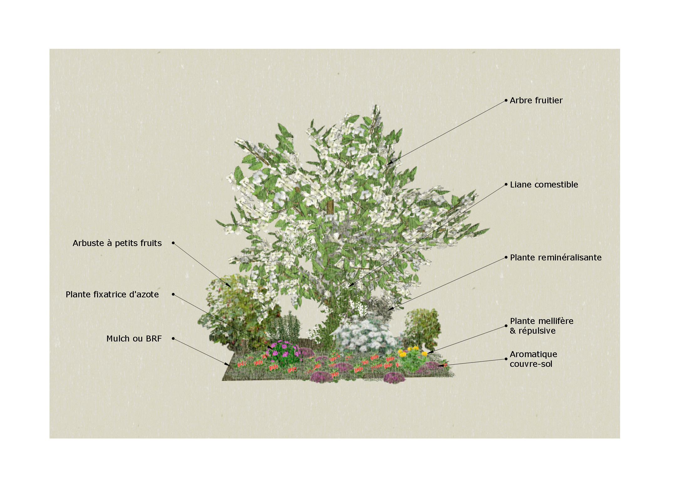 guilde avec une arbre fruitier des arbustes à petits fruits des plantes melliferes et repulsives des couvres sol des plantes grimpantes