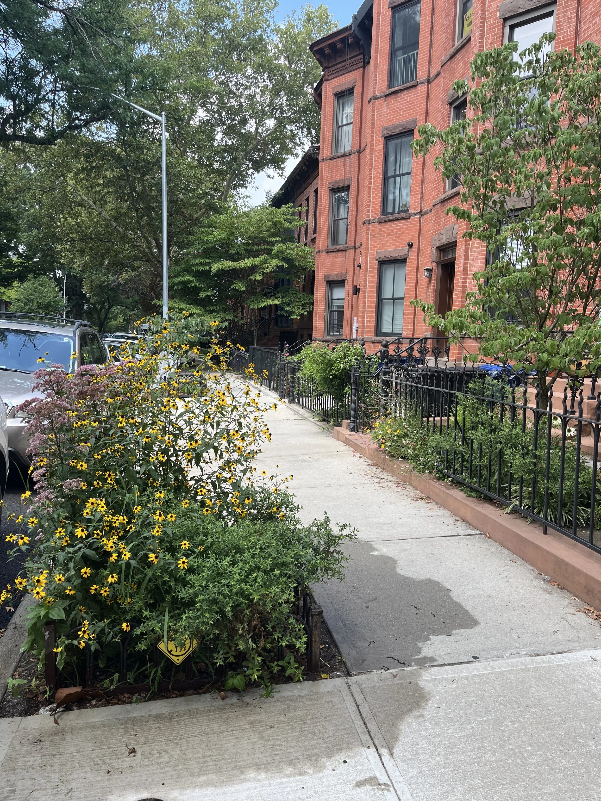 Eupatorium and Rudbeckia blooming in a mini gravel garden. 