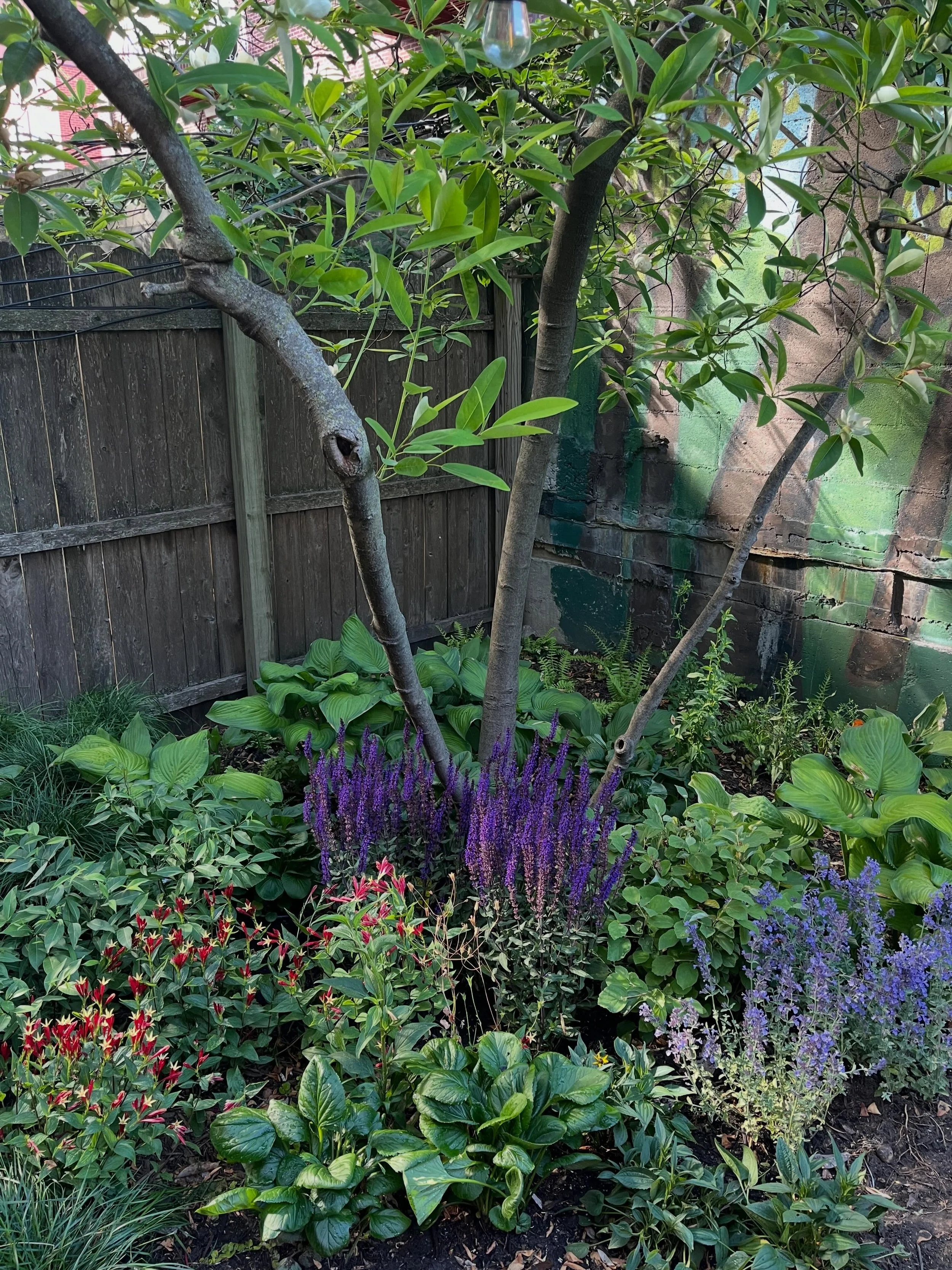If only I was a bird. Such a delight working with these clients to create a new story for this space now full of layers, change, mystery, happiness. Many new native and ecologically valuable plants and some of the clients&rsquo; old beloveds in the m