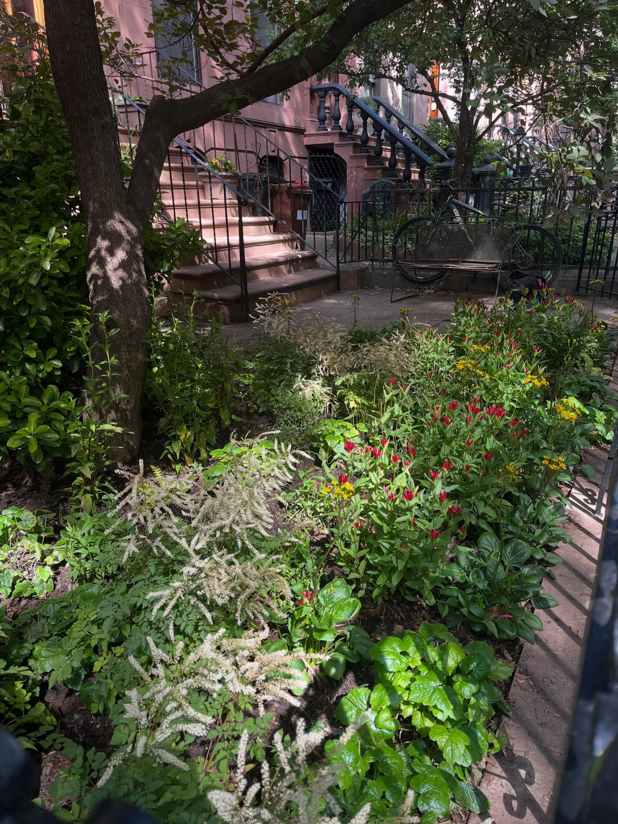 So happy to visit this newly planted Brooklyn brownstone garden in the dapppled light, especially after a very rainy install! I love the dreamy clouds of Aruncus, and the bright bursts of Spigelia and Packera weaving through the shade. Can&rsquo;t wa