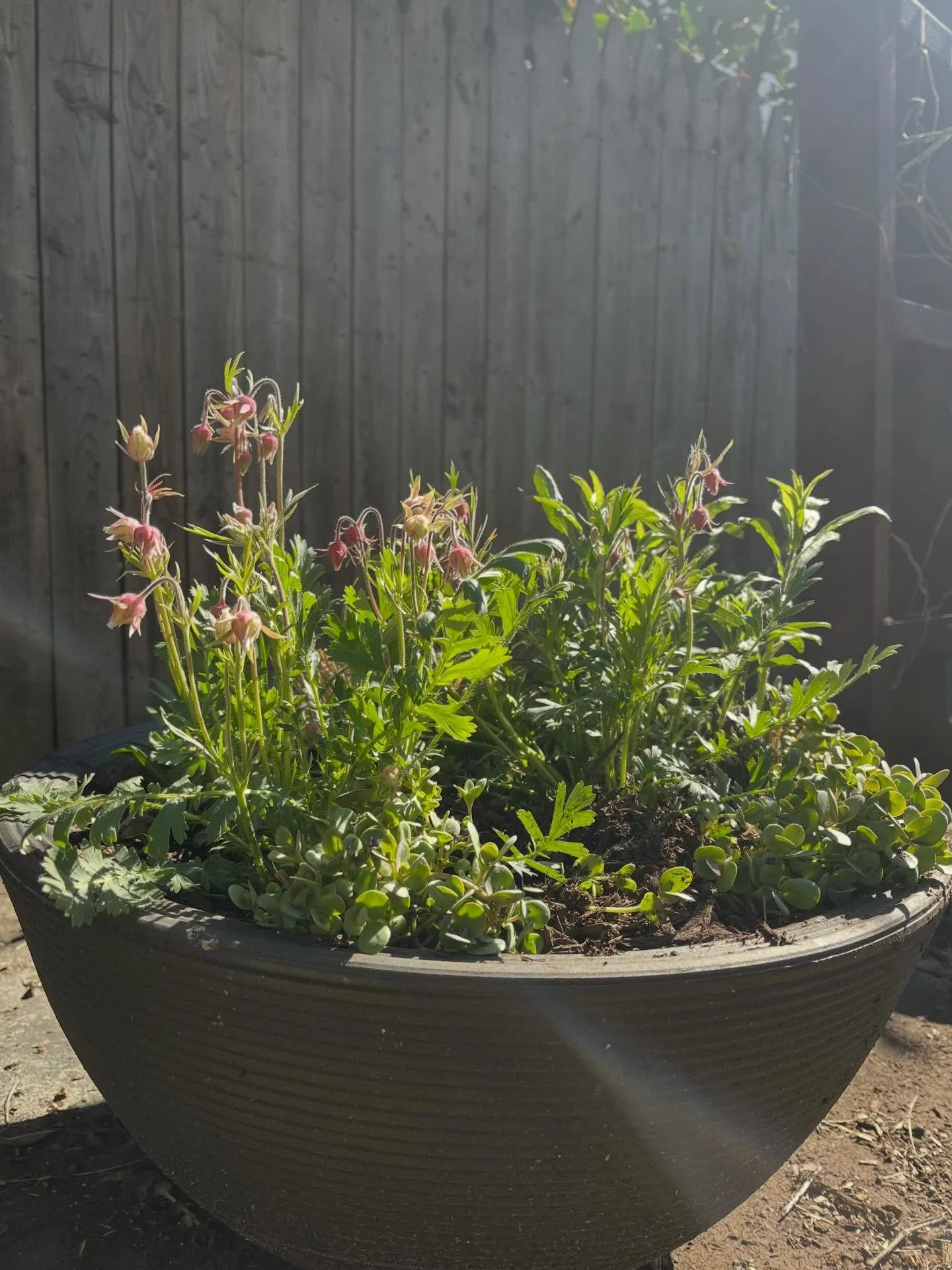 Geum triflorum / prairie smoke / mountain avens / old man&rsquo;s whiskers nodding in the sun. Geranium maculatum climbing towards the light. Both can be used as astringents and to heal belly aches. Both had my heart this April.