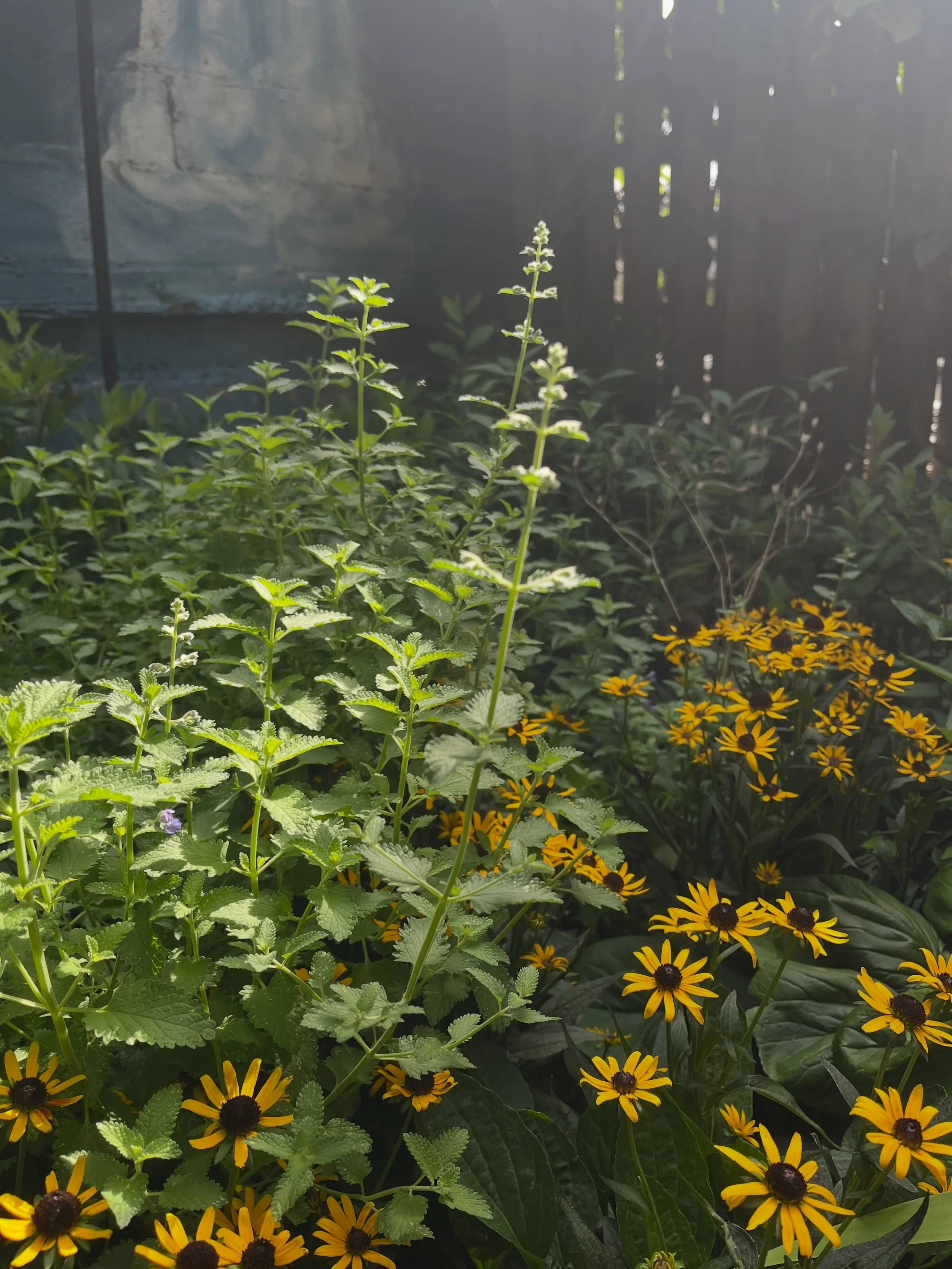 One of the things I love about stewardship is witnessing the just-before moments. They feel like cues to savor what comes. Right here Nepeta, Salvia, and Spigelia are beginning to rebloom. I&rsquo;m amazed they have it in them. For a first summer, th