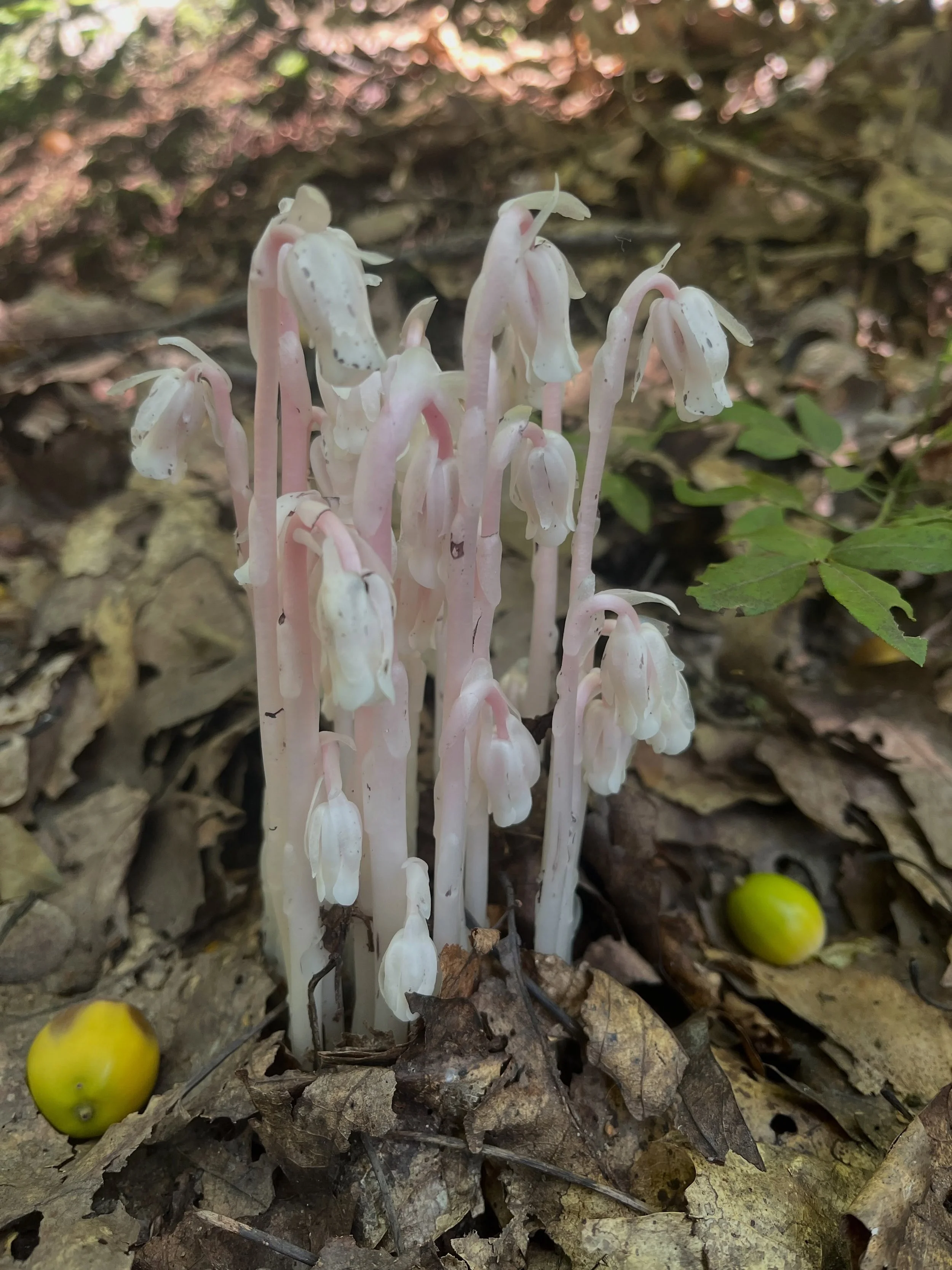 The ghost pipe issue comes out this week!&nbsp;

I had my first encounter with ghost pipes on a familiar hike through the Washburn-Bull Hill-Cornish loop up in Cold Spring, NY, on Labor Day weekend. The white stems glowed in the leaf litter. My imagi