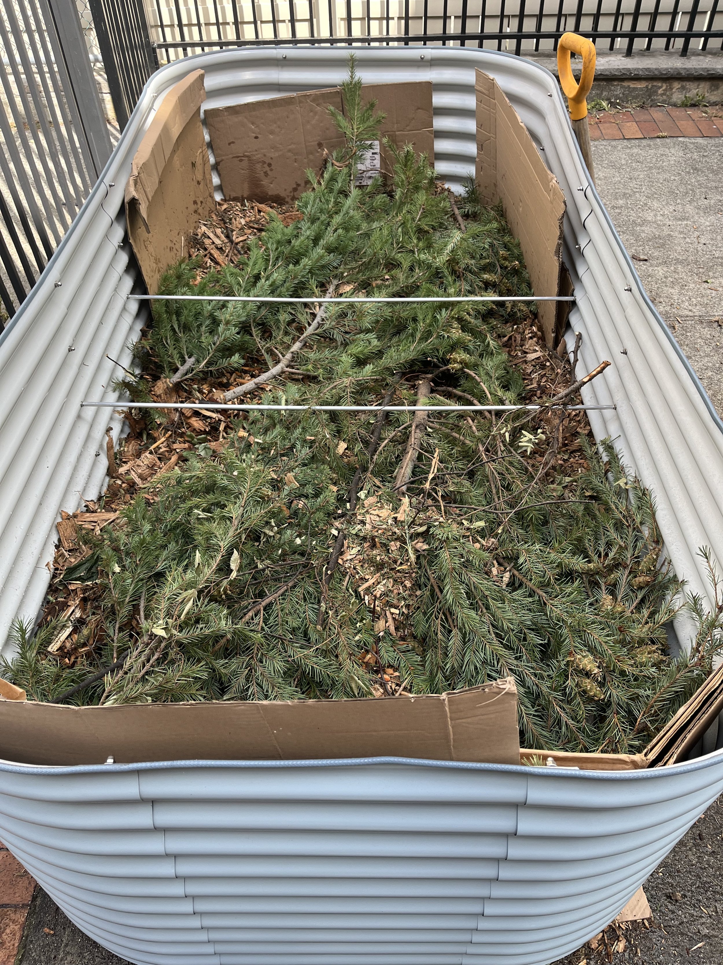 A hugelkultur in the making, showing a pile of pine tree branches and leaves inside a large raised garden bed outside the Bedford Library. 