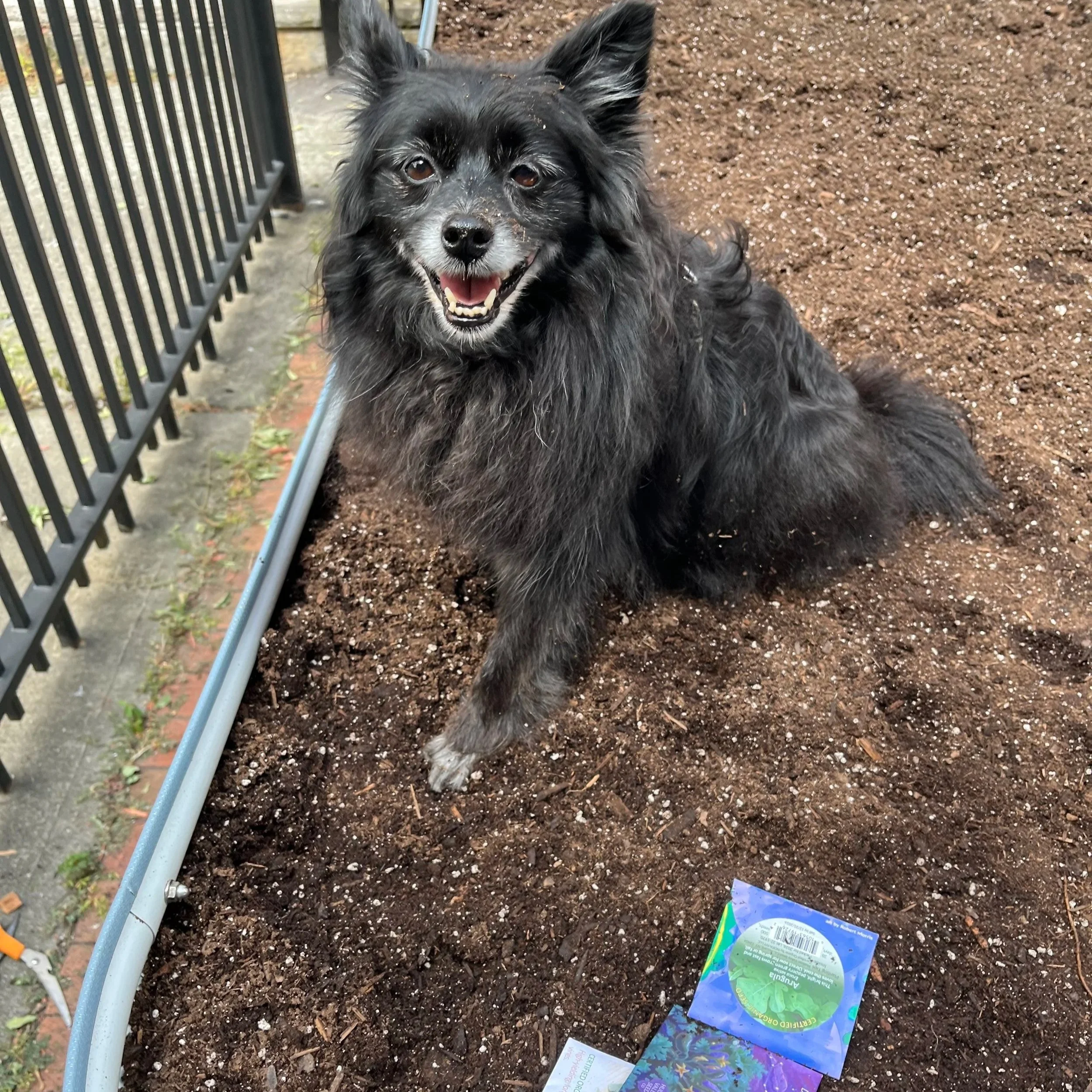 Frida, my dog, with a smile on her face as she sits in the raised bed beside seed packs ready to be planted at the Bedford Library garden. 