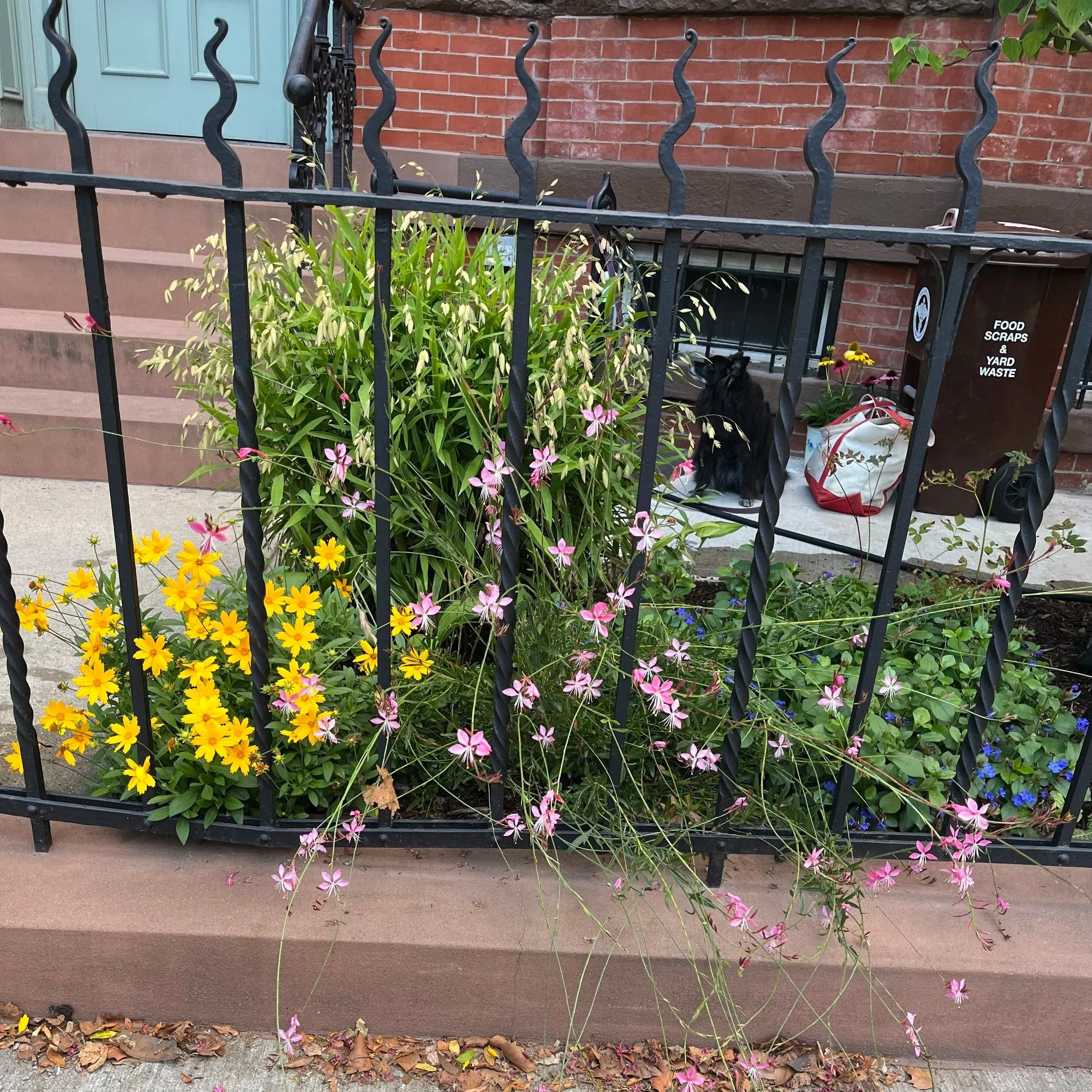 Flowers overflowing in front garden in Park Slope. 