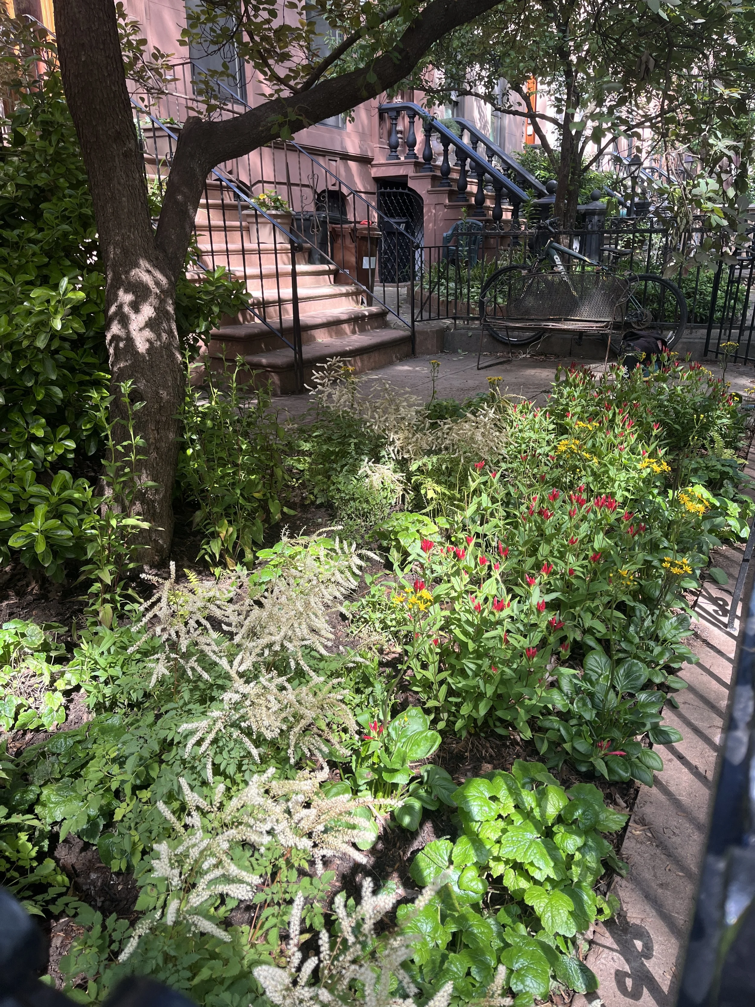Park Slope Woodland