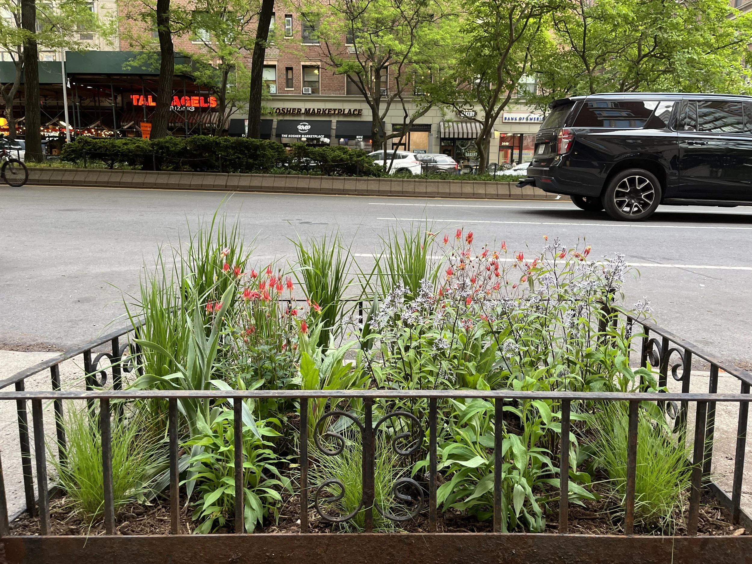 Pocket Meadow, Manhattan, NY