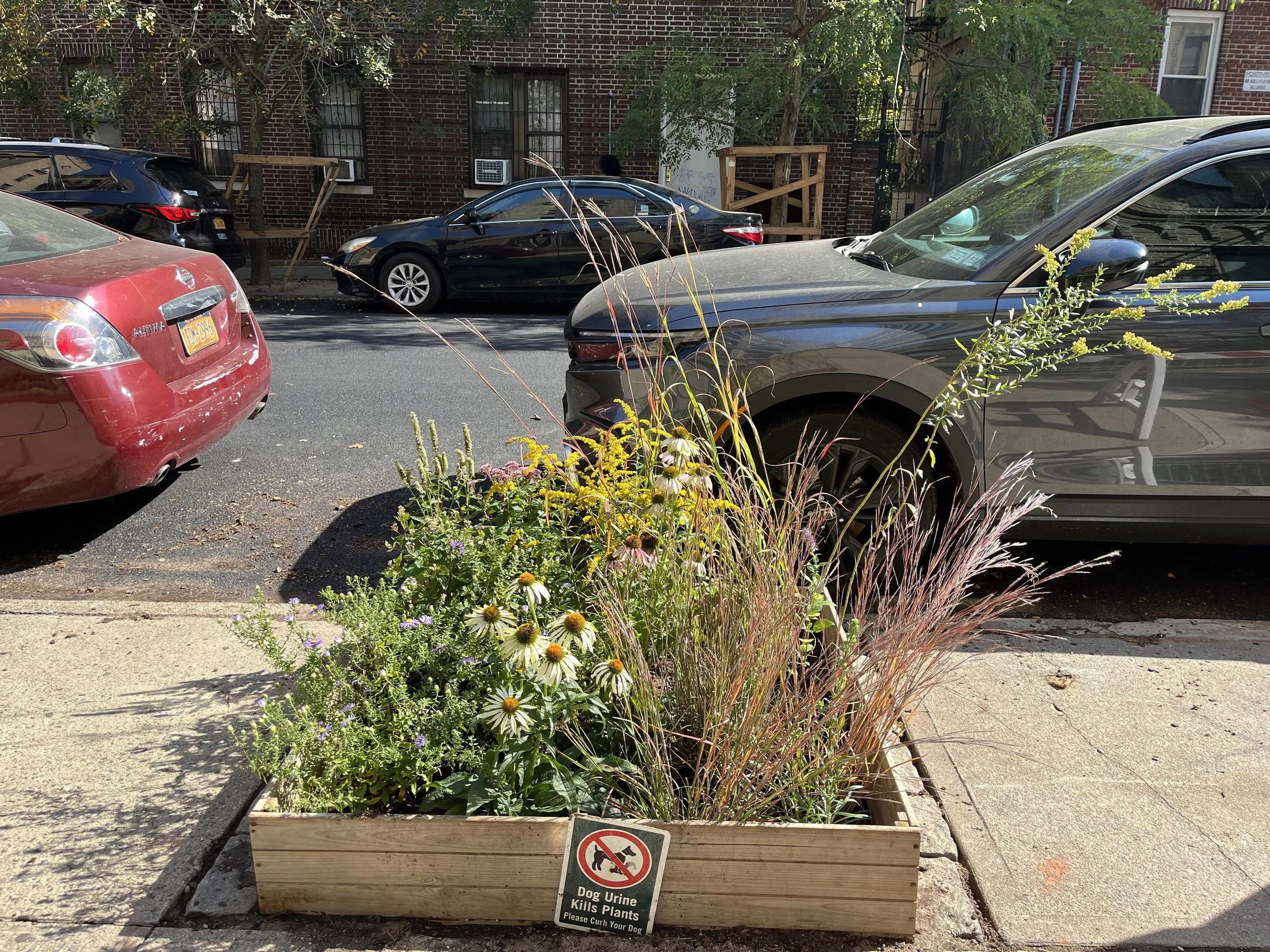 Ditmas pocket meadow just planted 2.jpg