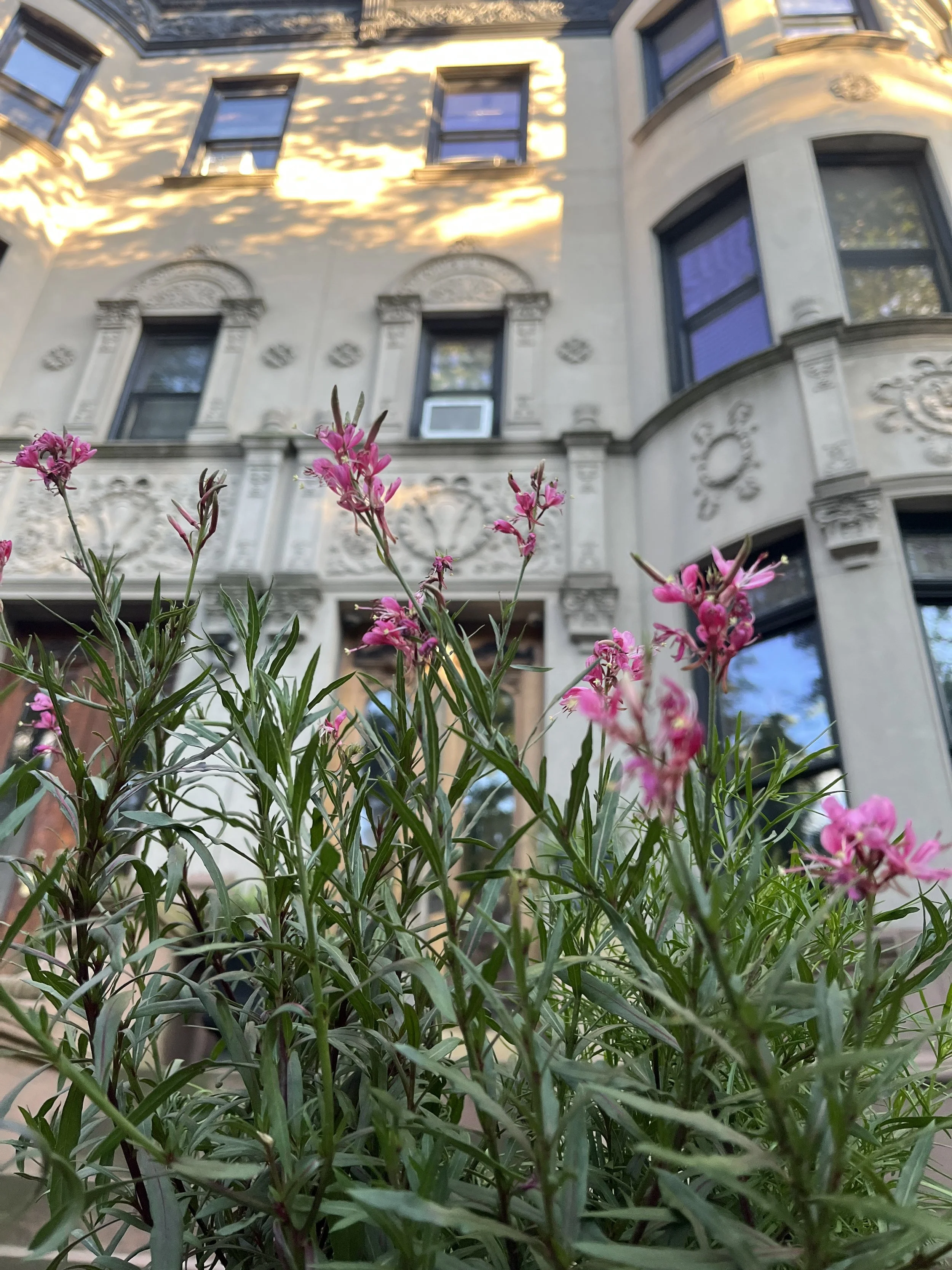 Bed-Stuy Oasis