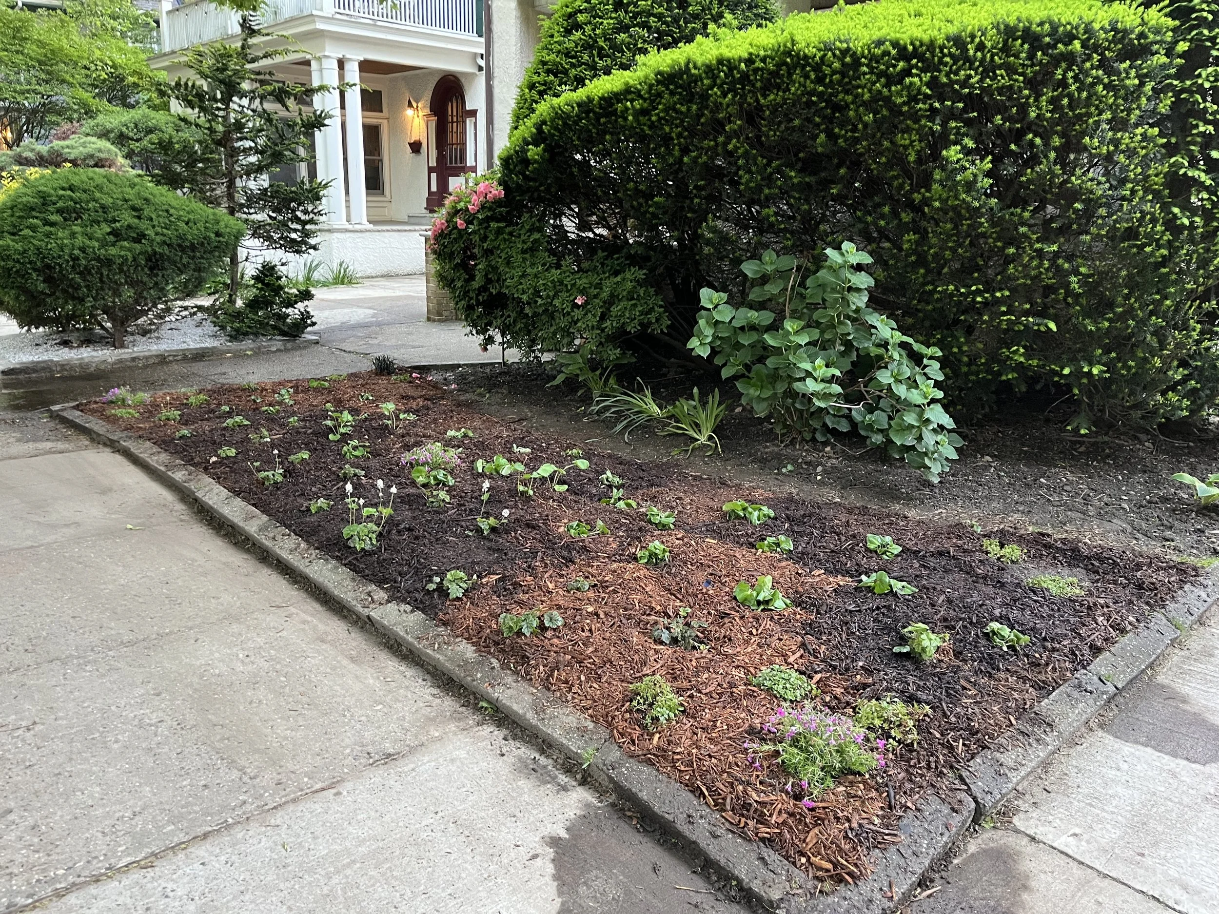 Newly installed native plants replacing a front lawn in Ditmas Park. 
