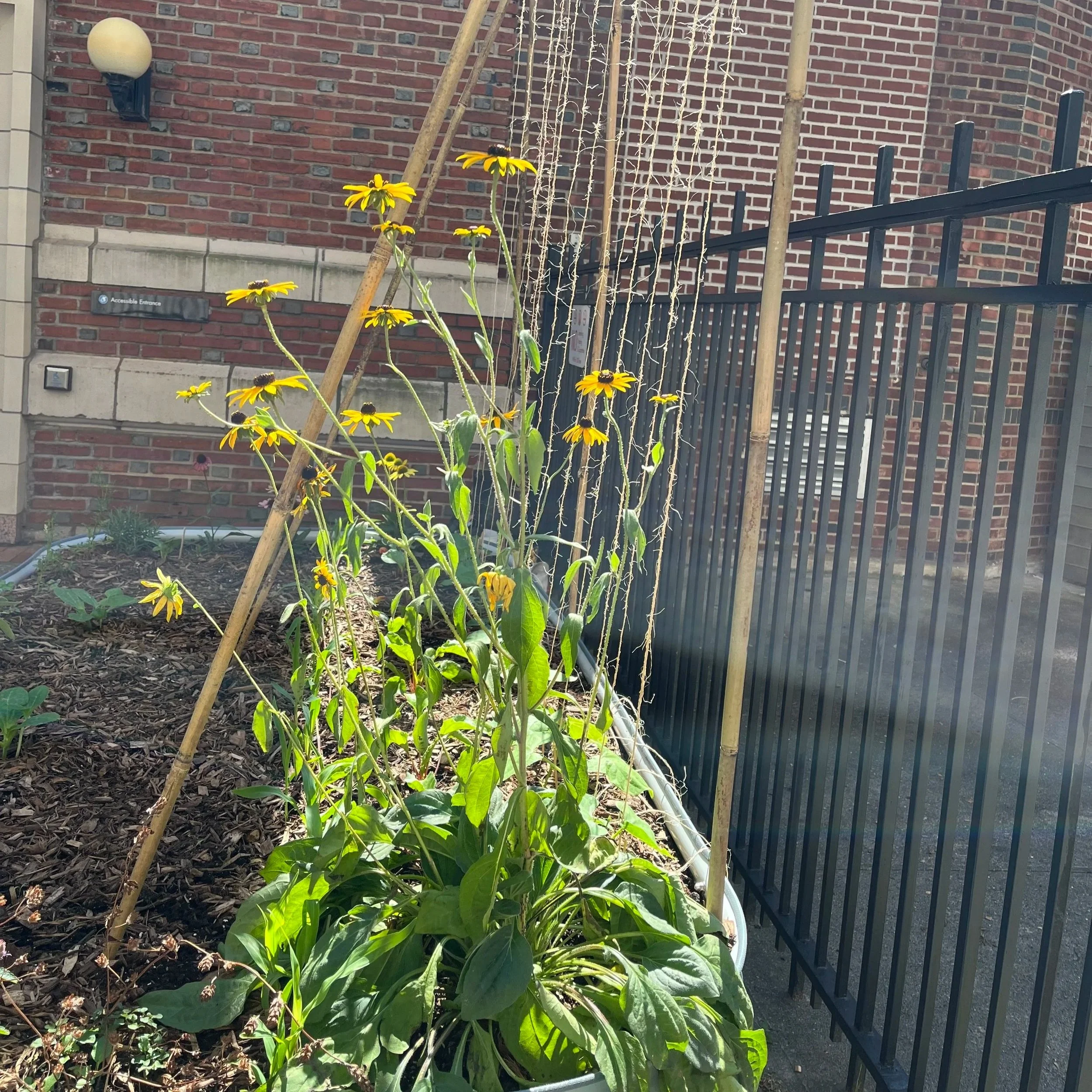 Bean trellis and light .jpg
