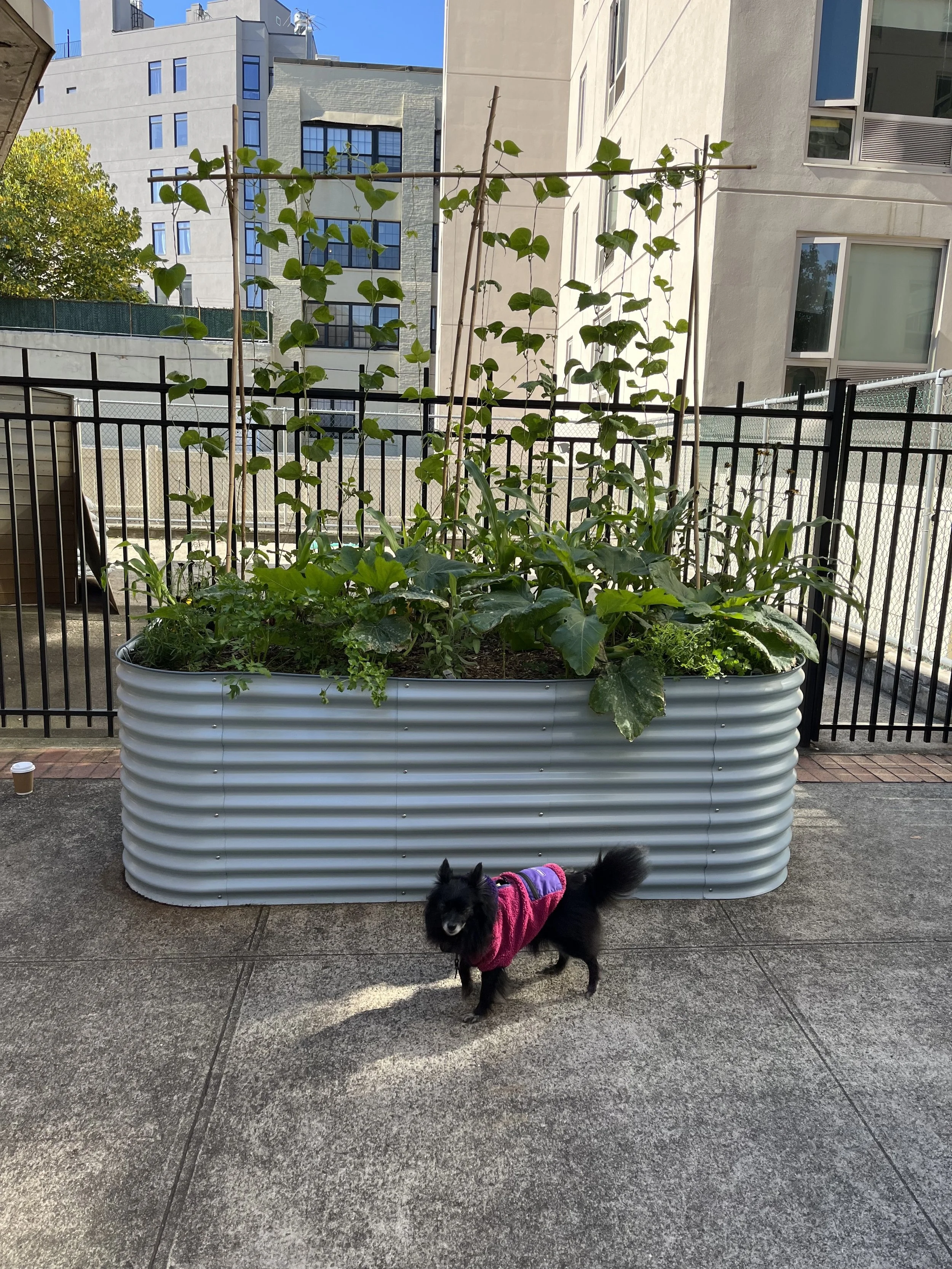 Frida and beans.jpg