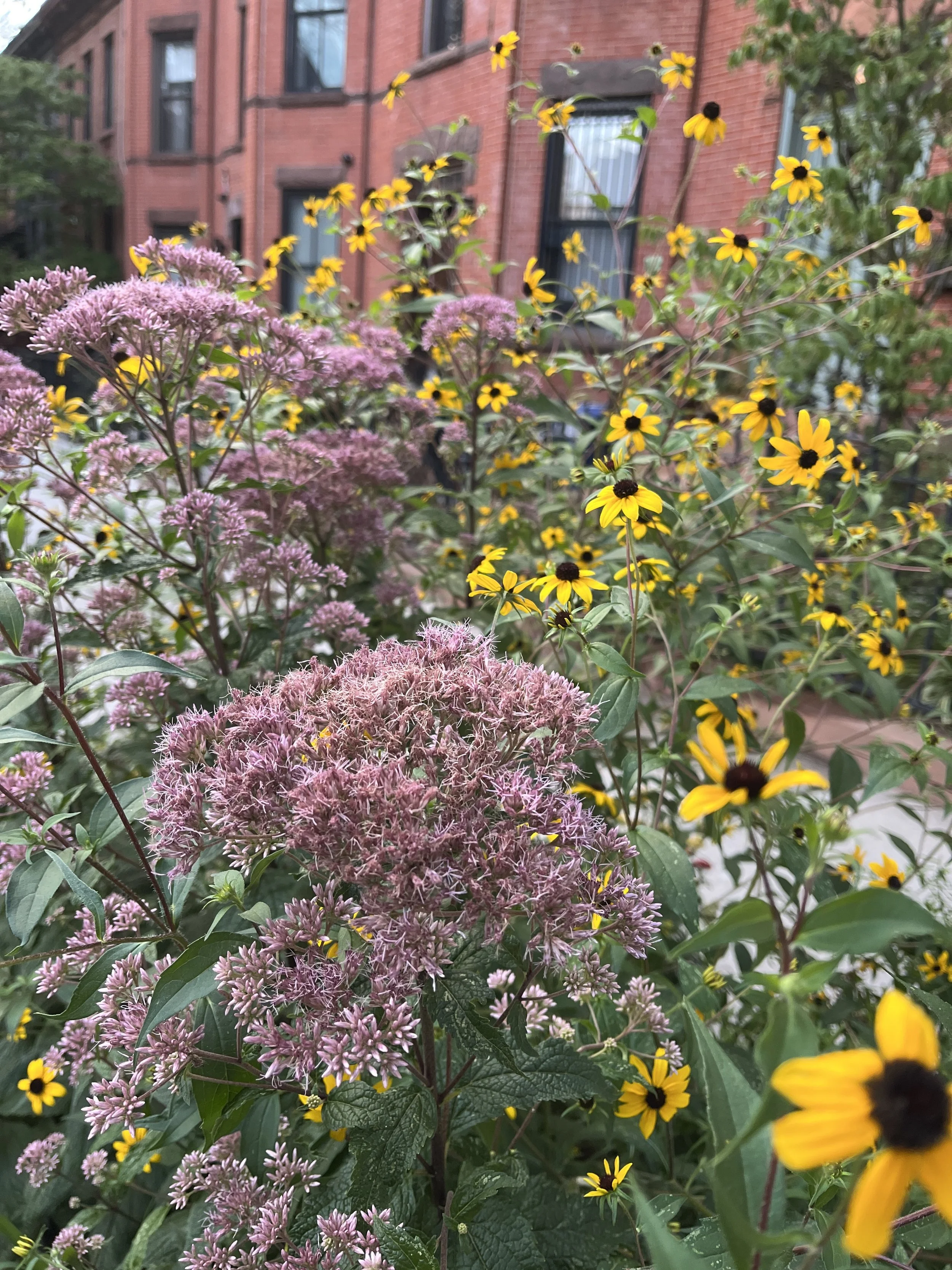 Pocket Meadows