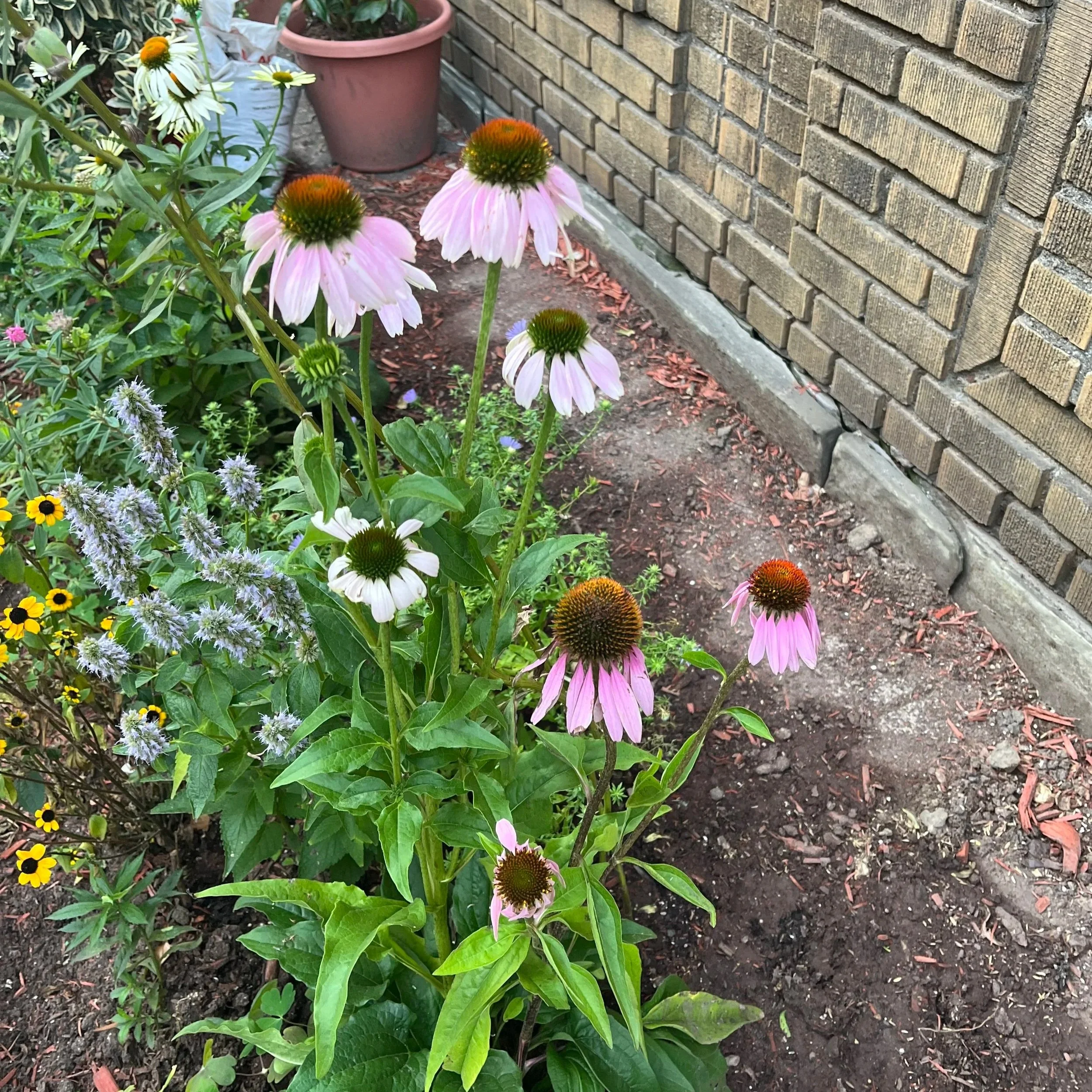 A foundation planting of echinacea, hyssop, and asters in front of an apartment building in Ditmas Park. 
